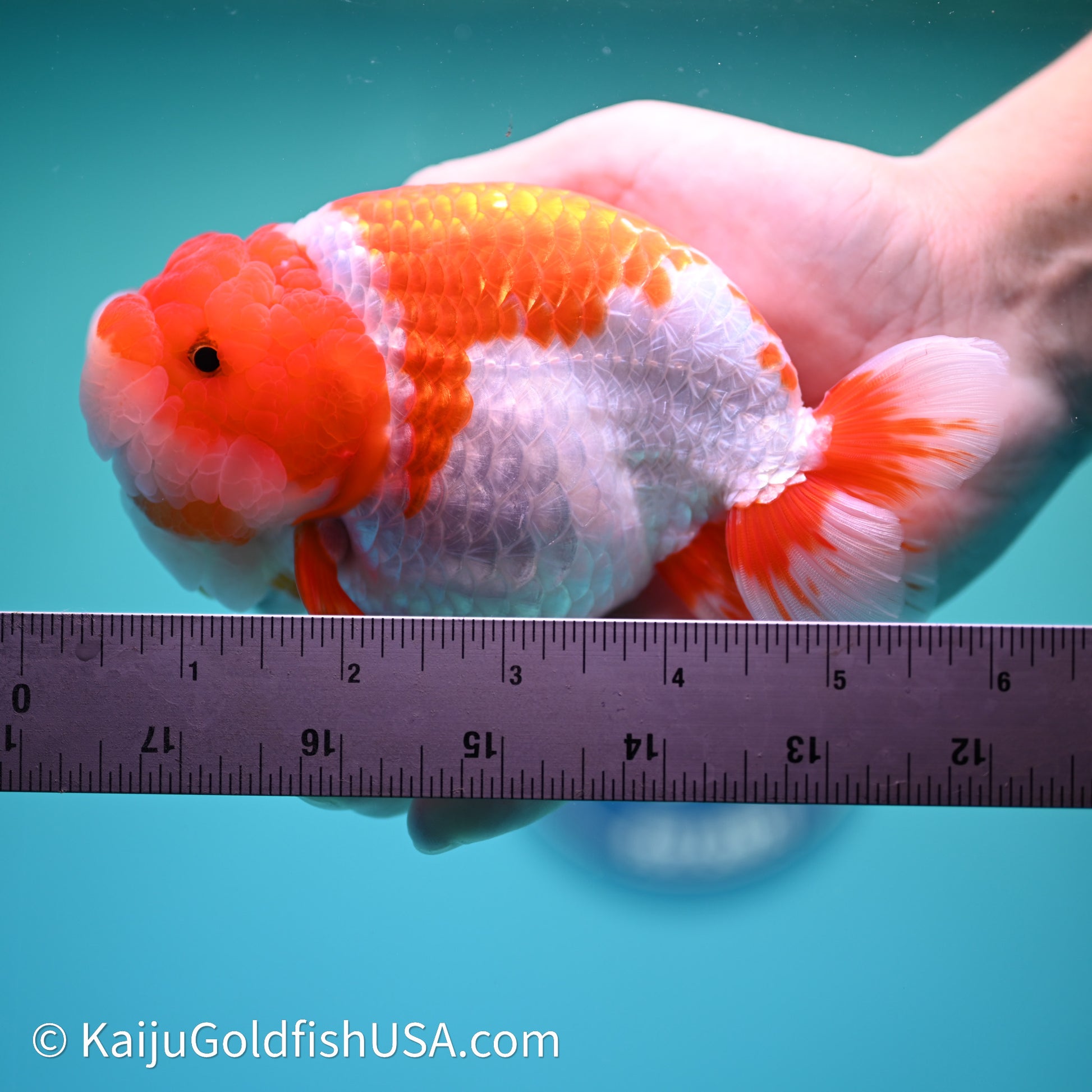 Red White Lionchu 4.5in body (240607_RC01) - Kaiju Goldfish USA