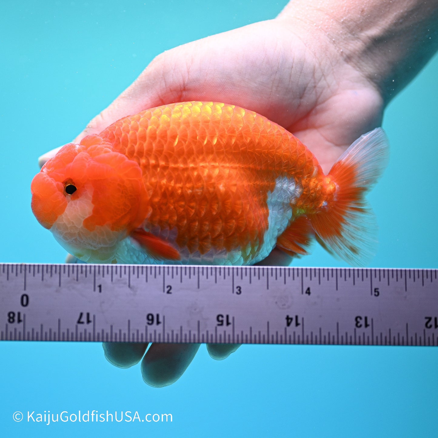 Red White Buffalo Ranchu 4.5in body (240524_RC01) - Kaiju Goldfish USA