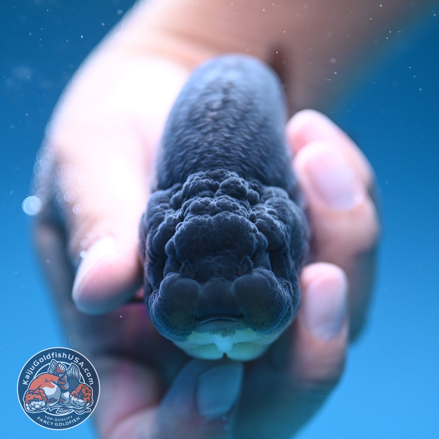 AAA Grade - Full Platinum/Sapphire Ranchu 3.75 inch Body (250822_RC01)