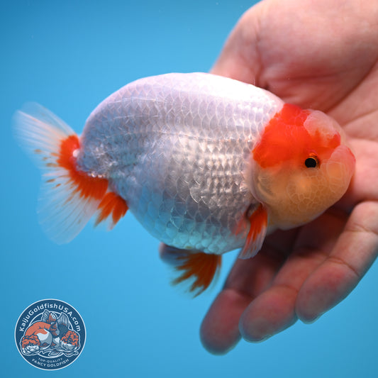 Red White Buffalo Ranchu 4 inch Body (250815_RC01)