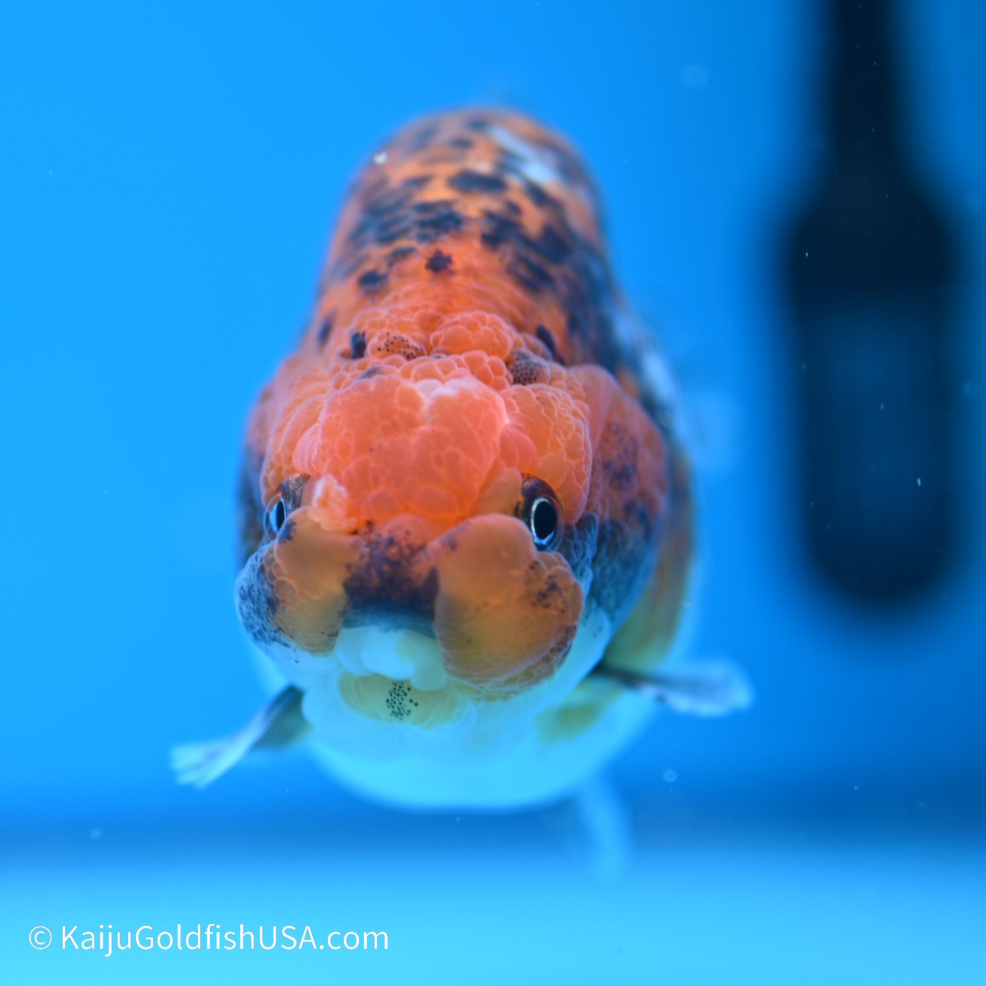 Red Kirin Calico Ranchu 4 inches (240517_RC01) - Kaiju Goldfish USA