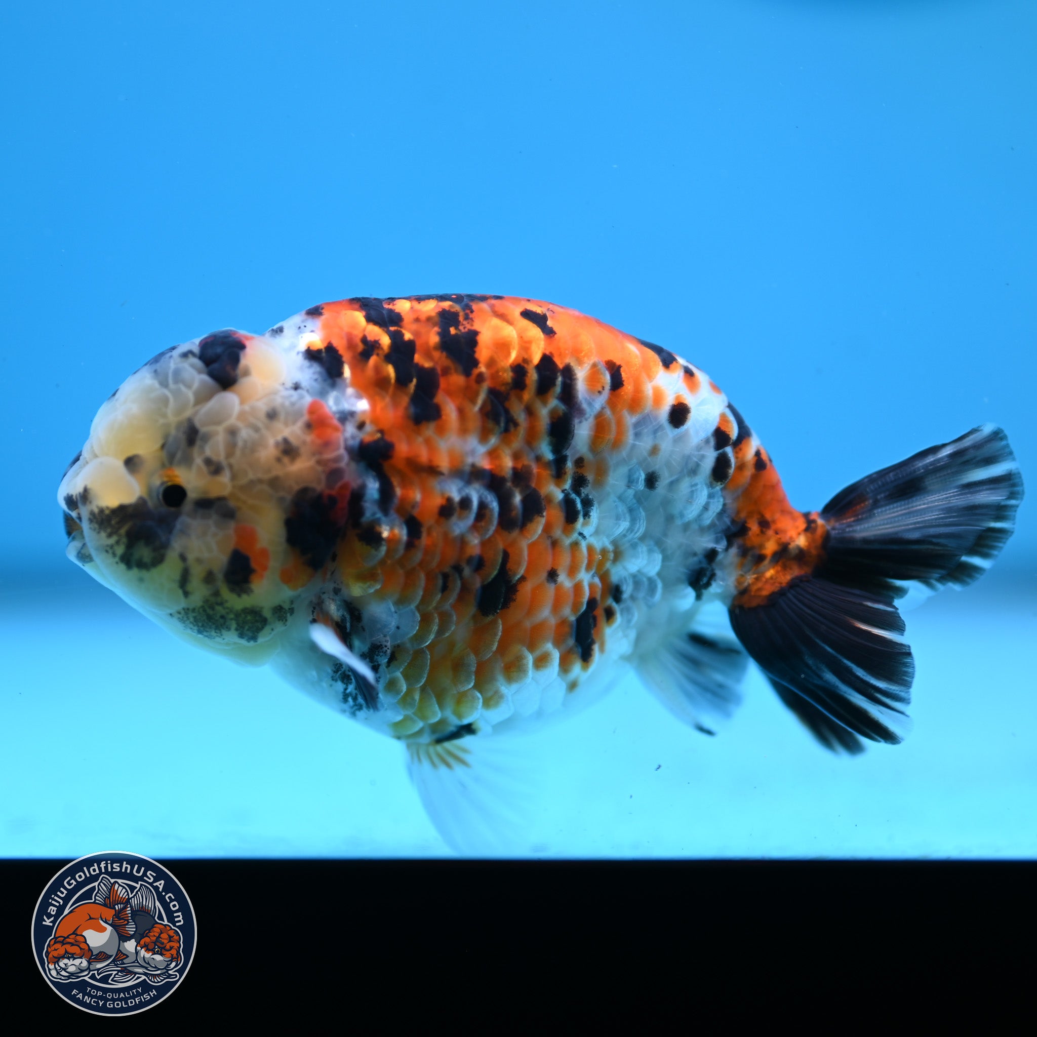Tricolor Ranchu Goldfish for Sale | Kaiju Goldfish USA