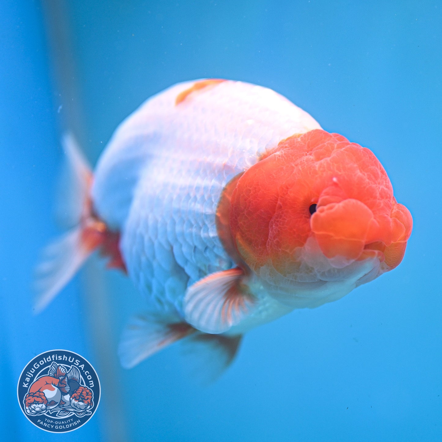 Red Head Buffalo Ranchu 4.5 inch Body (250919_RC01)
