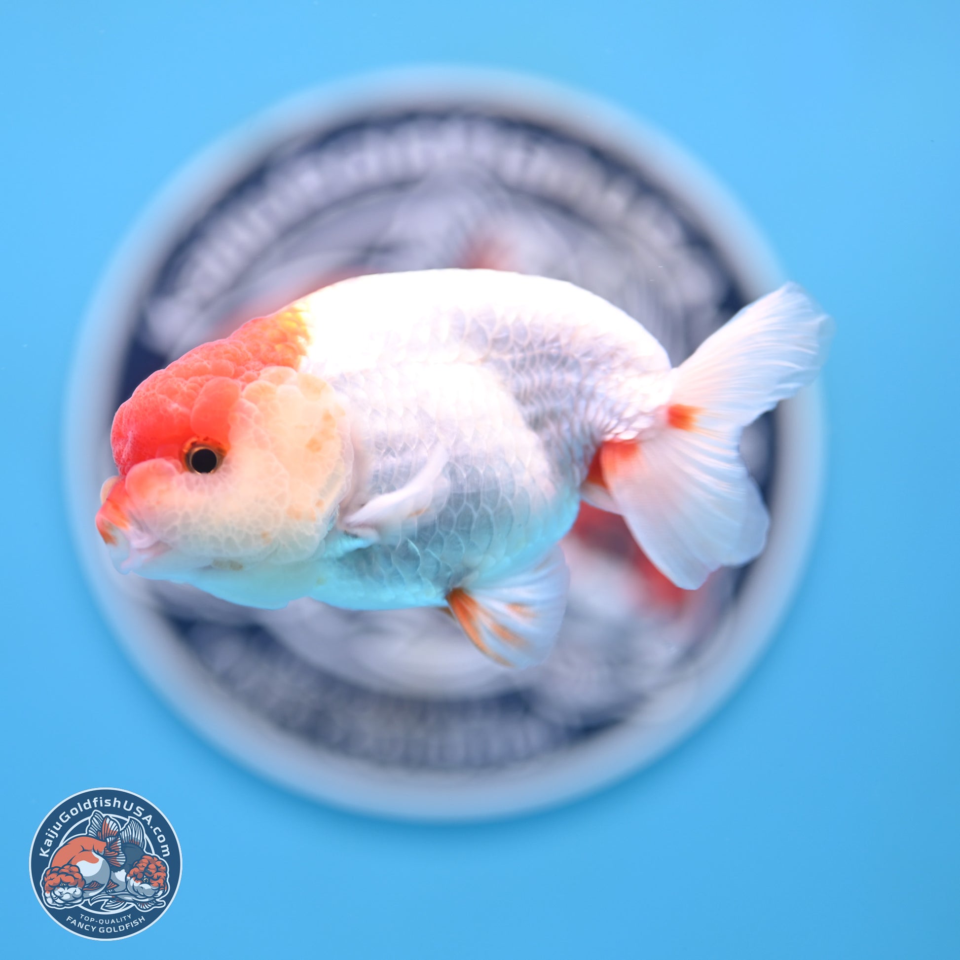 Red White Ranchu 3.25 inches Body - Male (250117_RC01) - Kaiju Goldfish USA