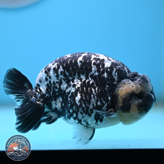 Blue Based Tiger Ranchu 4.5 inches Body - Male (250221_RC01)