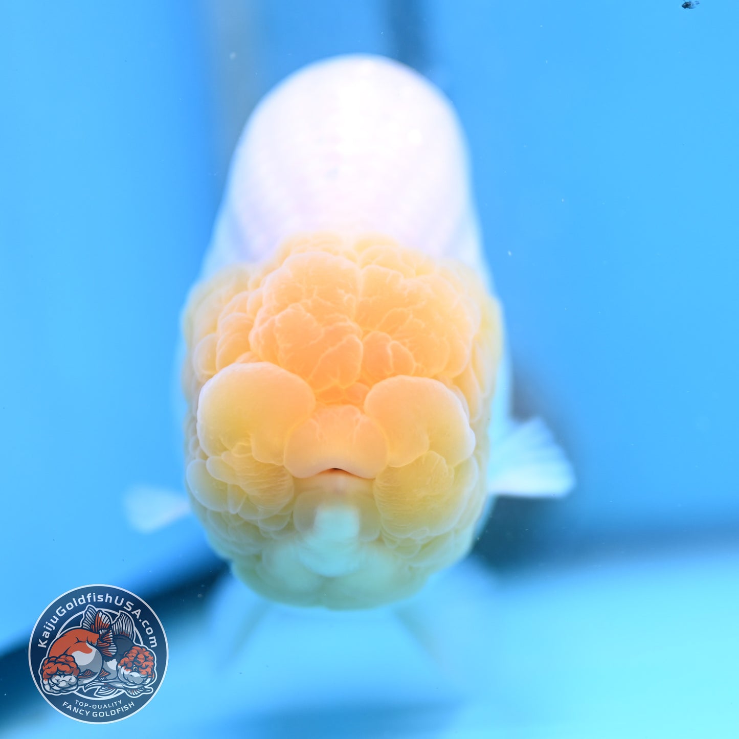 Lemon Head Snow White Ranchu 4.75 inches Body (250509_RC01)