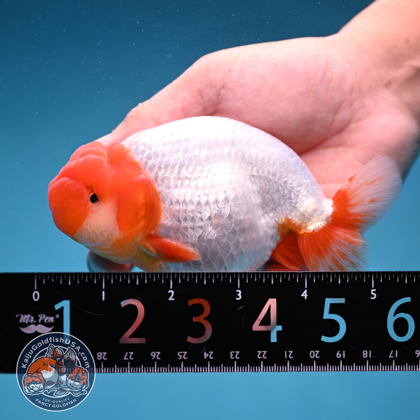 Red Head Buffalo Ranchu 4 inch Body (250912_RC01)
