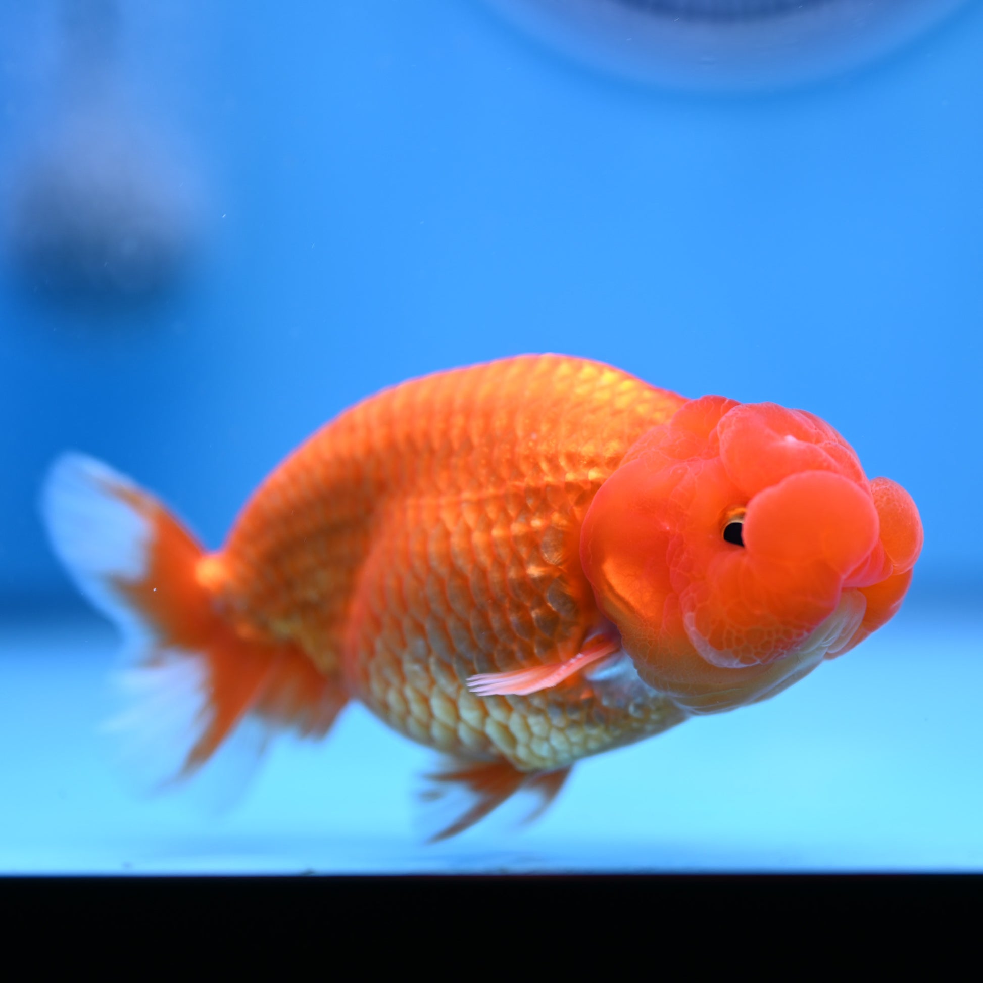 Buffalo Ranchu 4in Body (240704_RC01) - Kaiju Goldfish USA