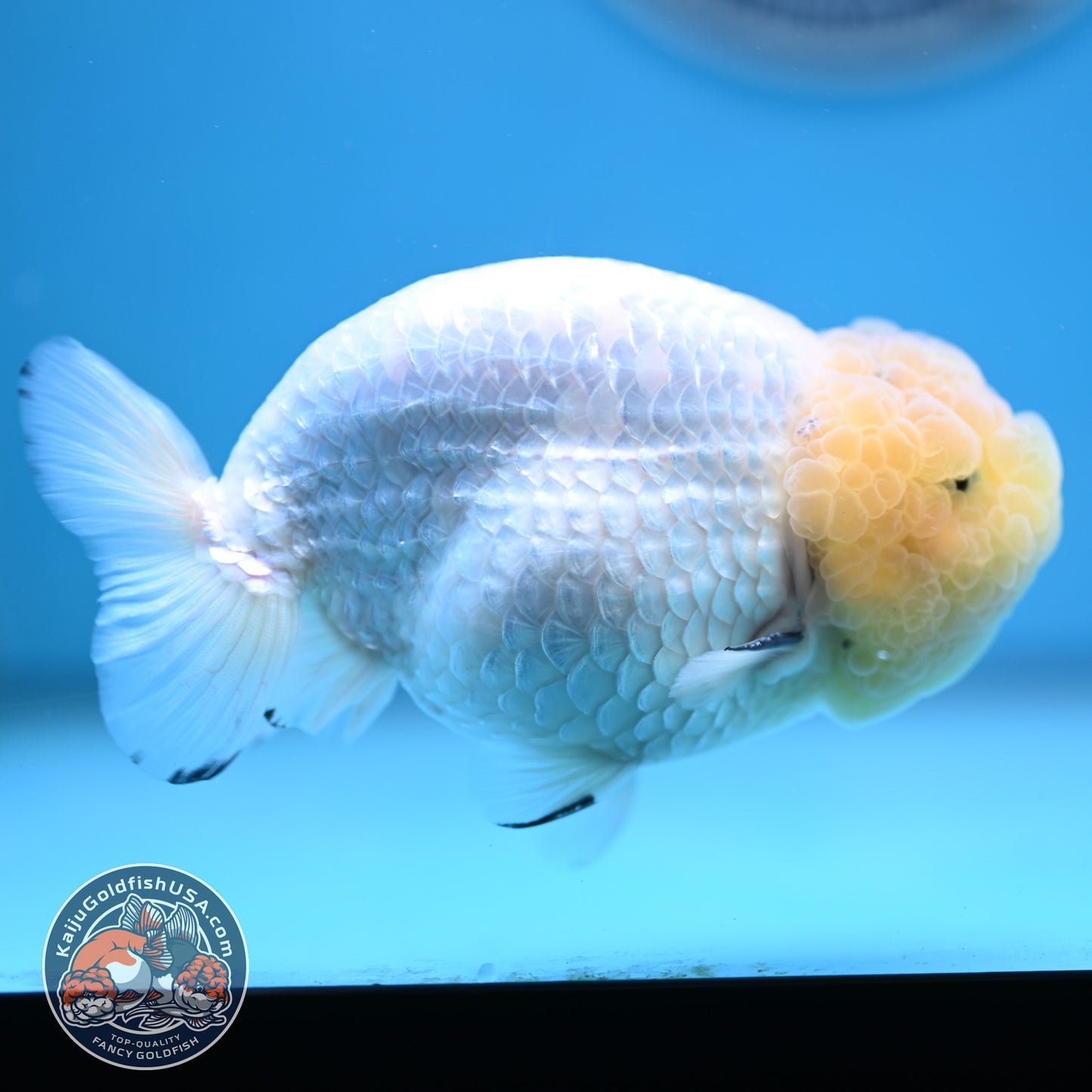 Lemon Head White Ranchu 4.25 inches Body (250502_RC01)