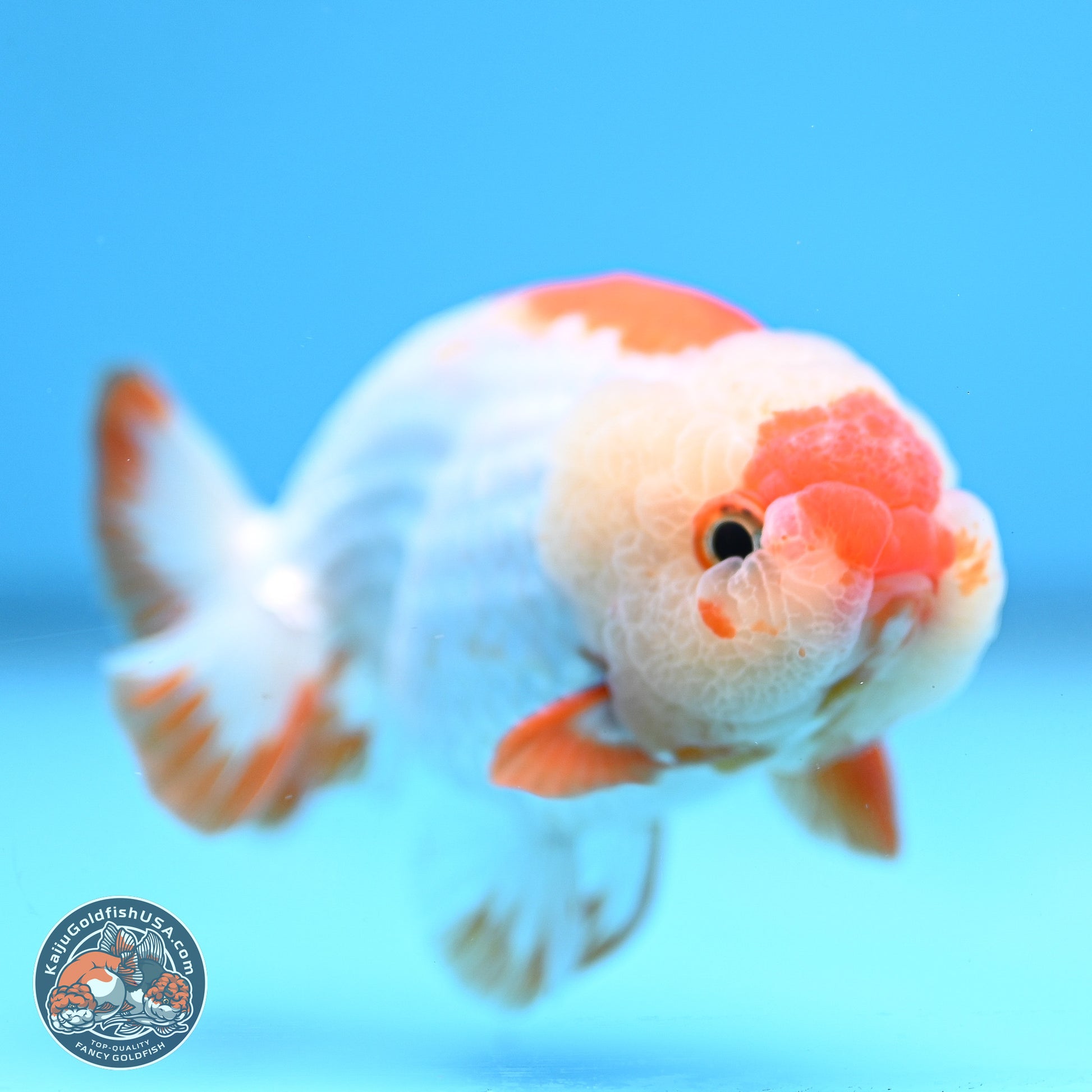 Red White Lionchu 3in body (240809_RC01) - Kaiju Goldfish USA