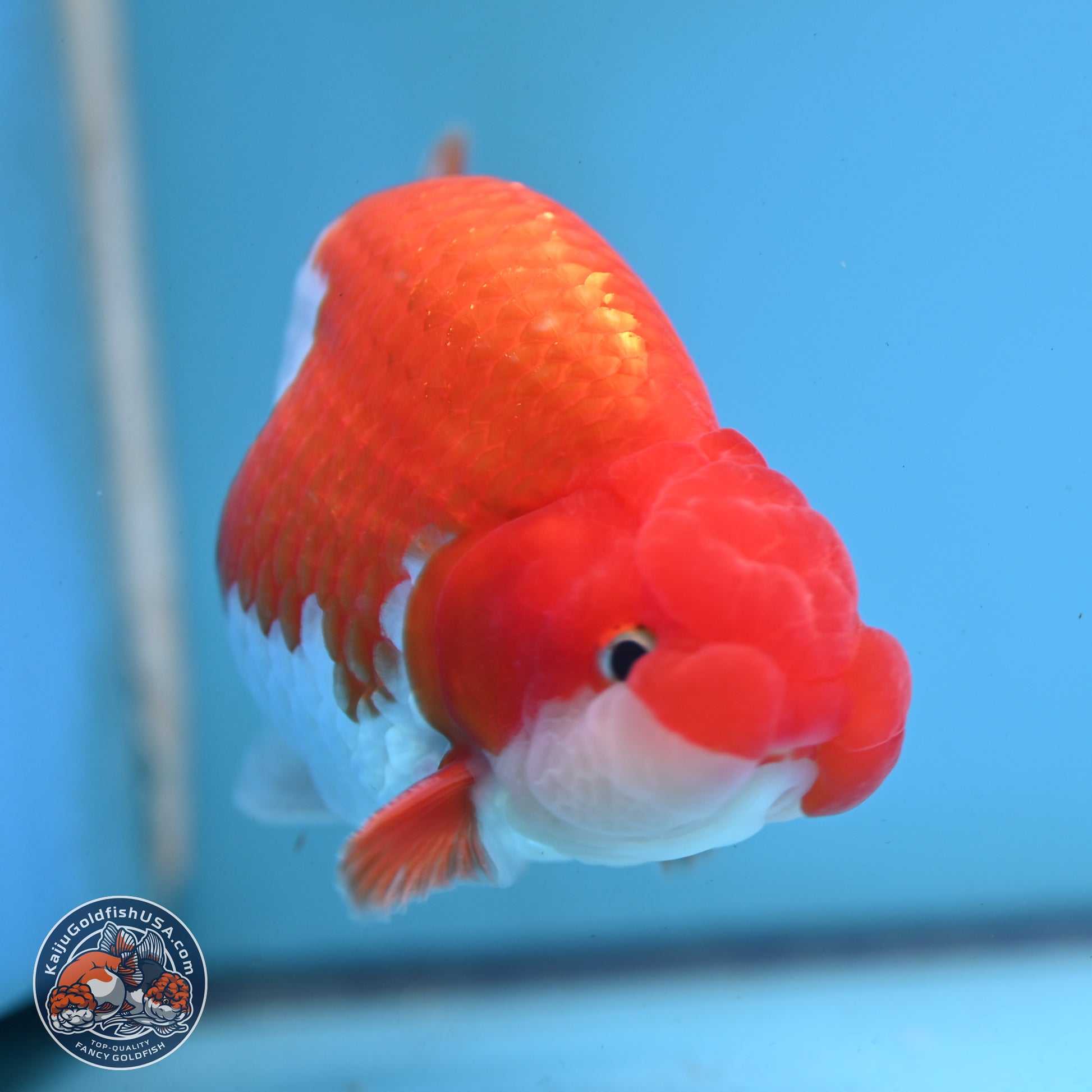 Red White Buffalo Ranchu 5 inches (241025_RC01) - Kaiju Goldfish USA