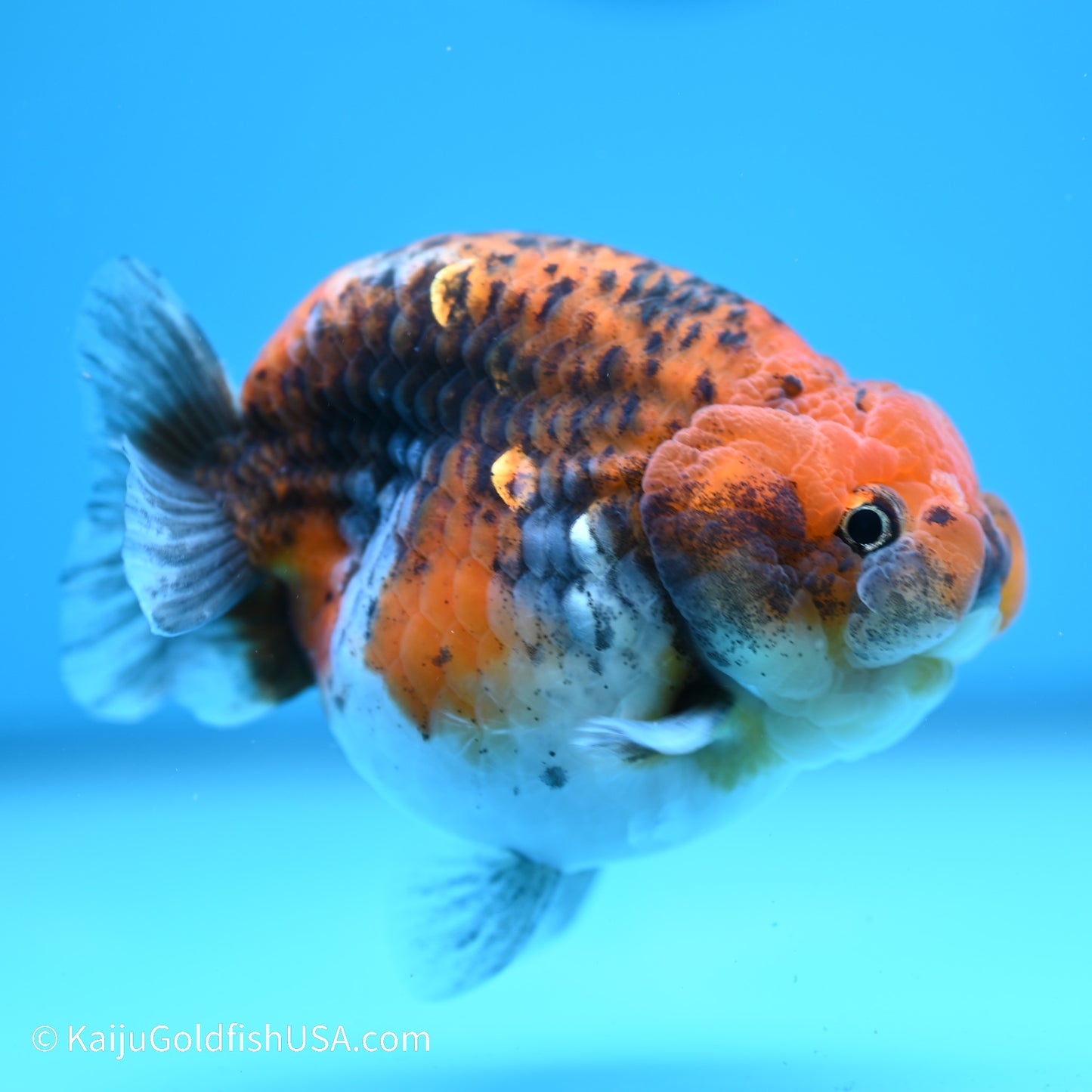 Red Kirin Calico Ranchu 4 inches (240517_RC01) - Kaiju Goldfish USA