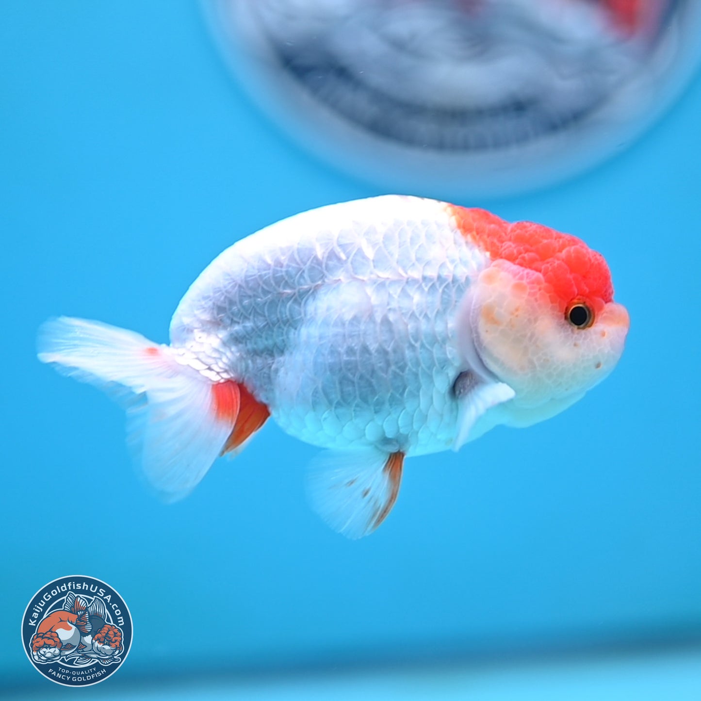 Red White Ranchu 3.25 inches Body - Male (250117_RC01) - Kaiju Goldfish USA