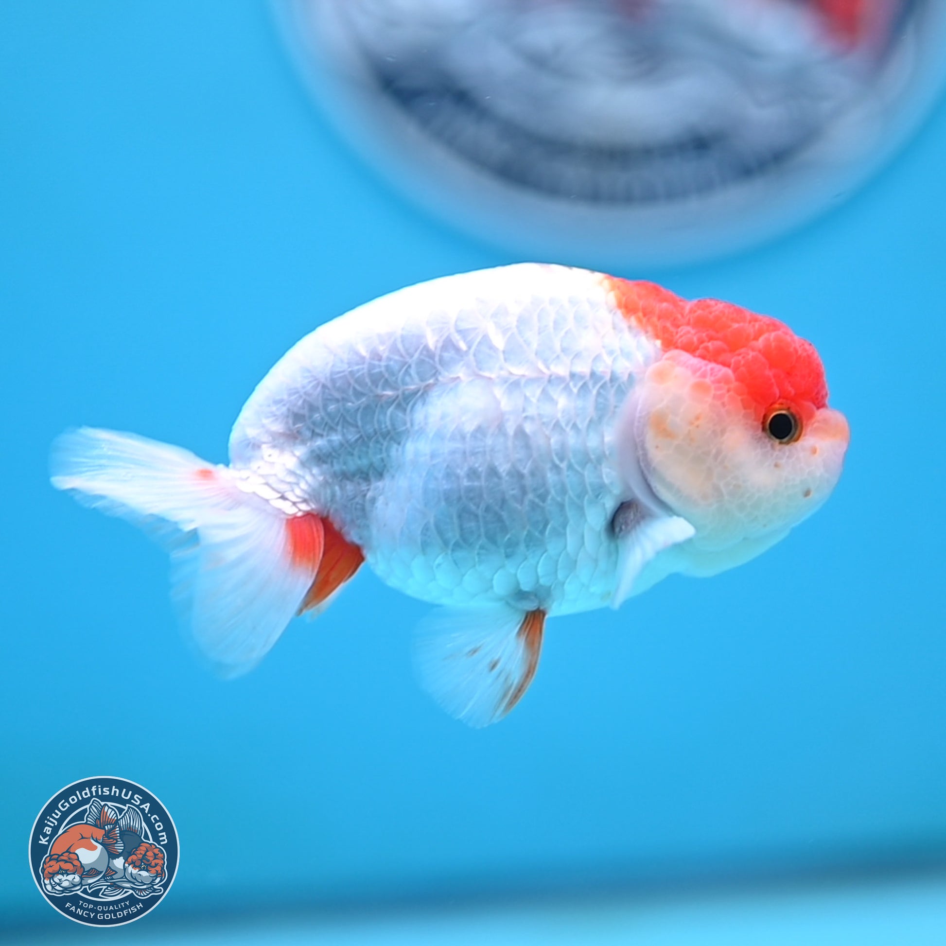 Red White Ranchu 3.25 inches Body - Male (250117_RC01) - Kaiju Goldfish USA