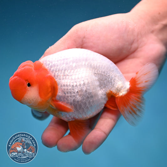 Red Head Buffalo Ranchu 4 inch Body (250912_RC01)
