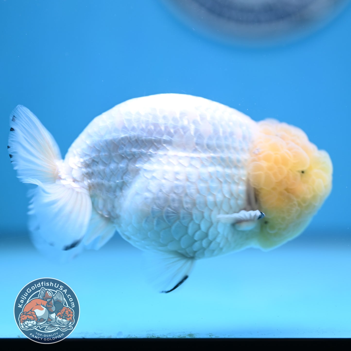 Lemon Head White Ranchu 4.25 inches Body (250502_RC01)