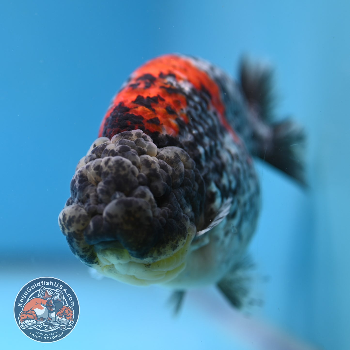 Blue Based Metallic Ranchu 5 inches Body (250523_RC01)