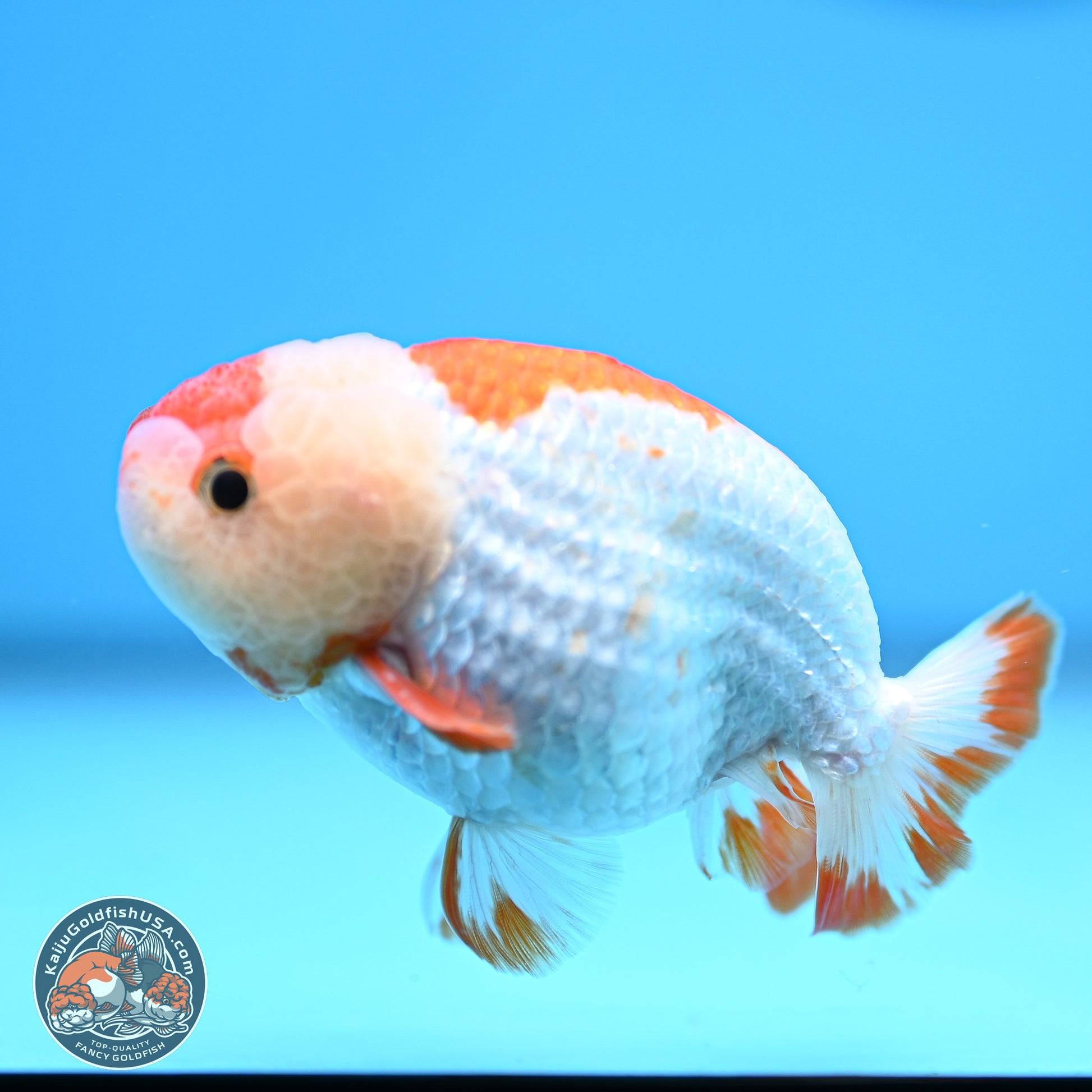 Red White Lionchu 3in body (240809_RC01) - Kaiju Goldfish USA