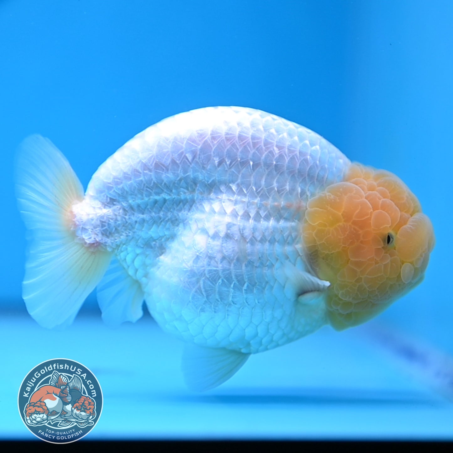 Lemon Head Snow White Ranchu 4.75 inches Body (250509_RC01)