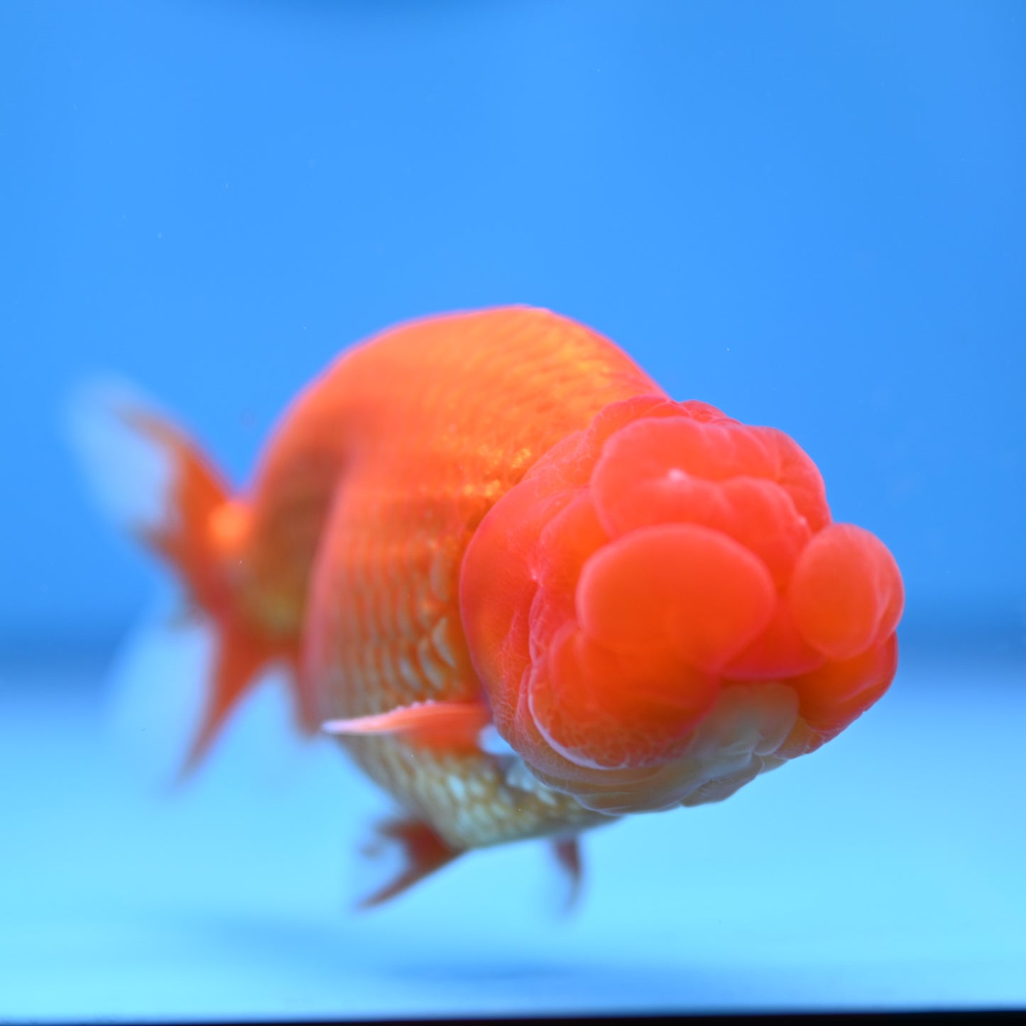 Buffalo Ranchu 4in Body (240704_RC01) - Kaiju Goldfish USA