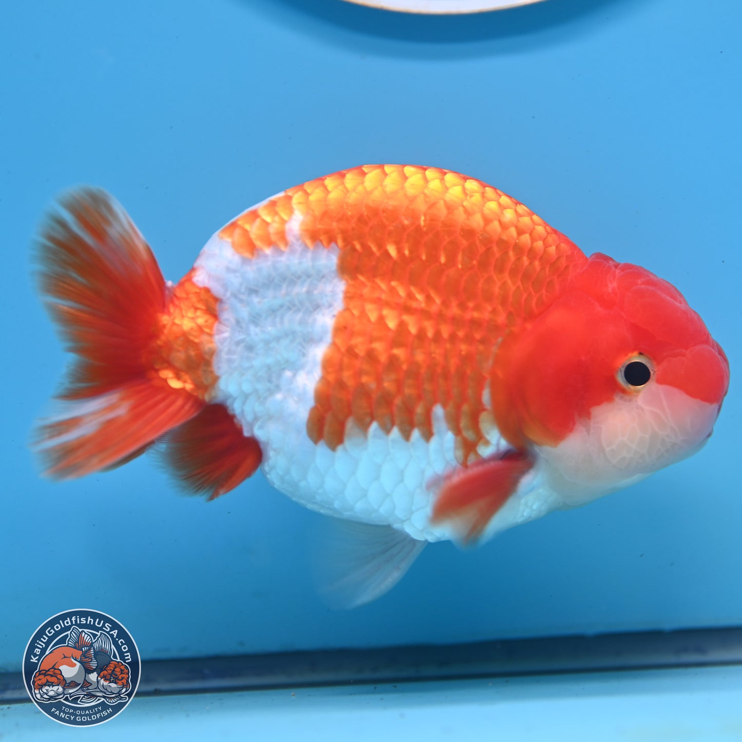 Red White Buffalo Ranchu 5 inches (241025_RC01) - Kaiju Goldfish USA