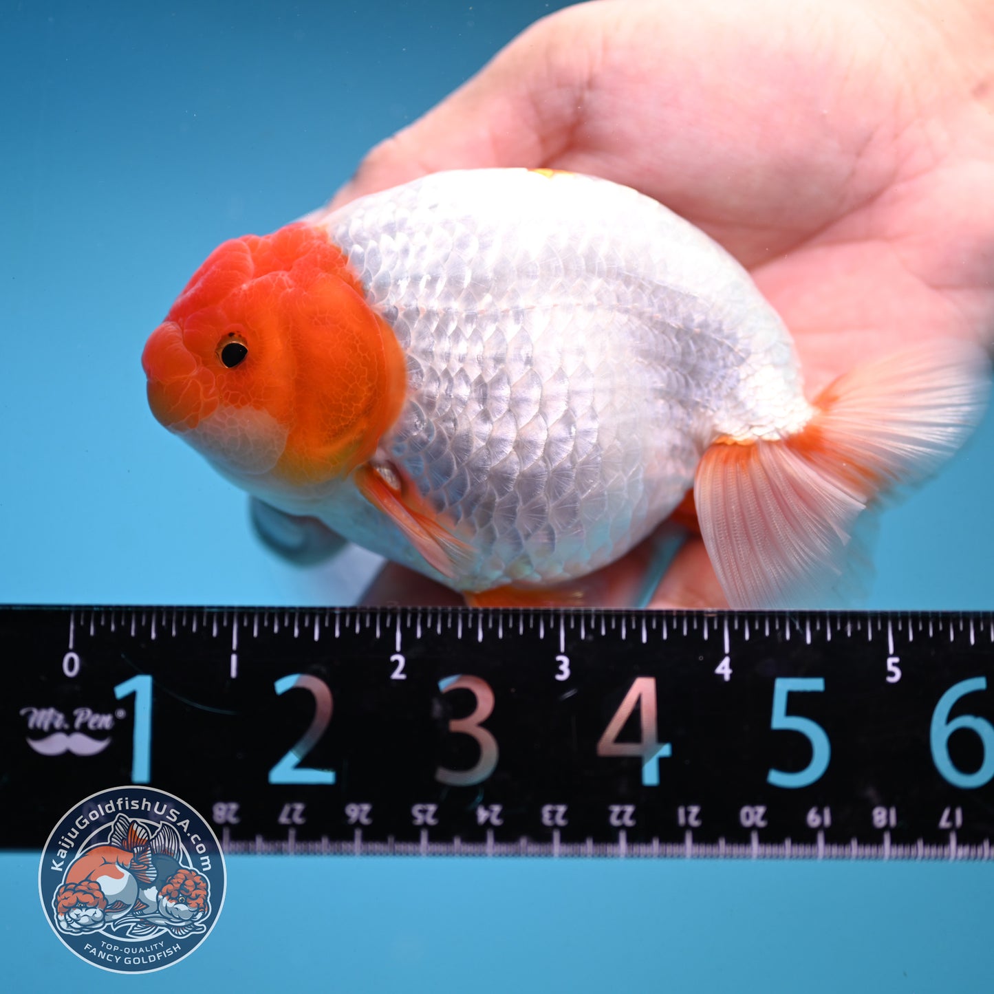 Red Head Buffalo Ranchu 4.5 inch Body (250919_RC01)