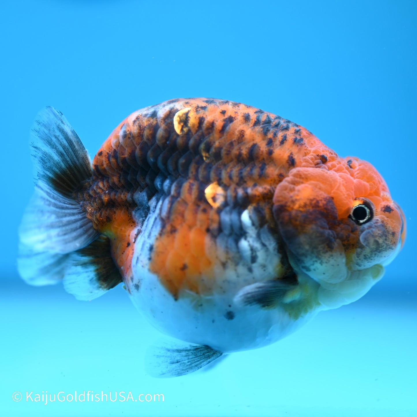 Red Kirin Calico Ranchu 4 inches (240517_RC01) - Kaiju Goldfish USA