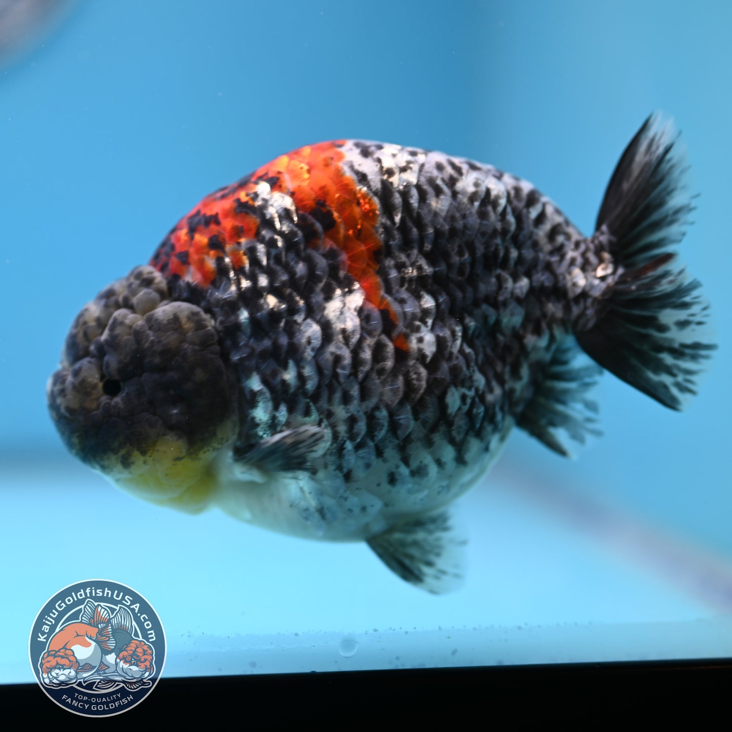 Blue Based Metallic Ranchu 5 inches Body (250523_RC01)