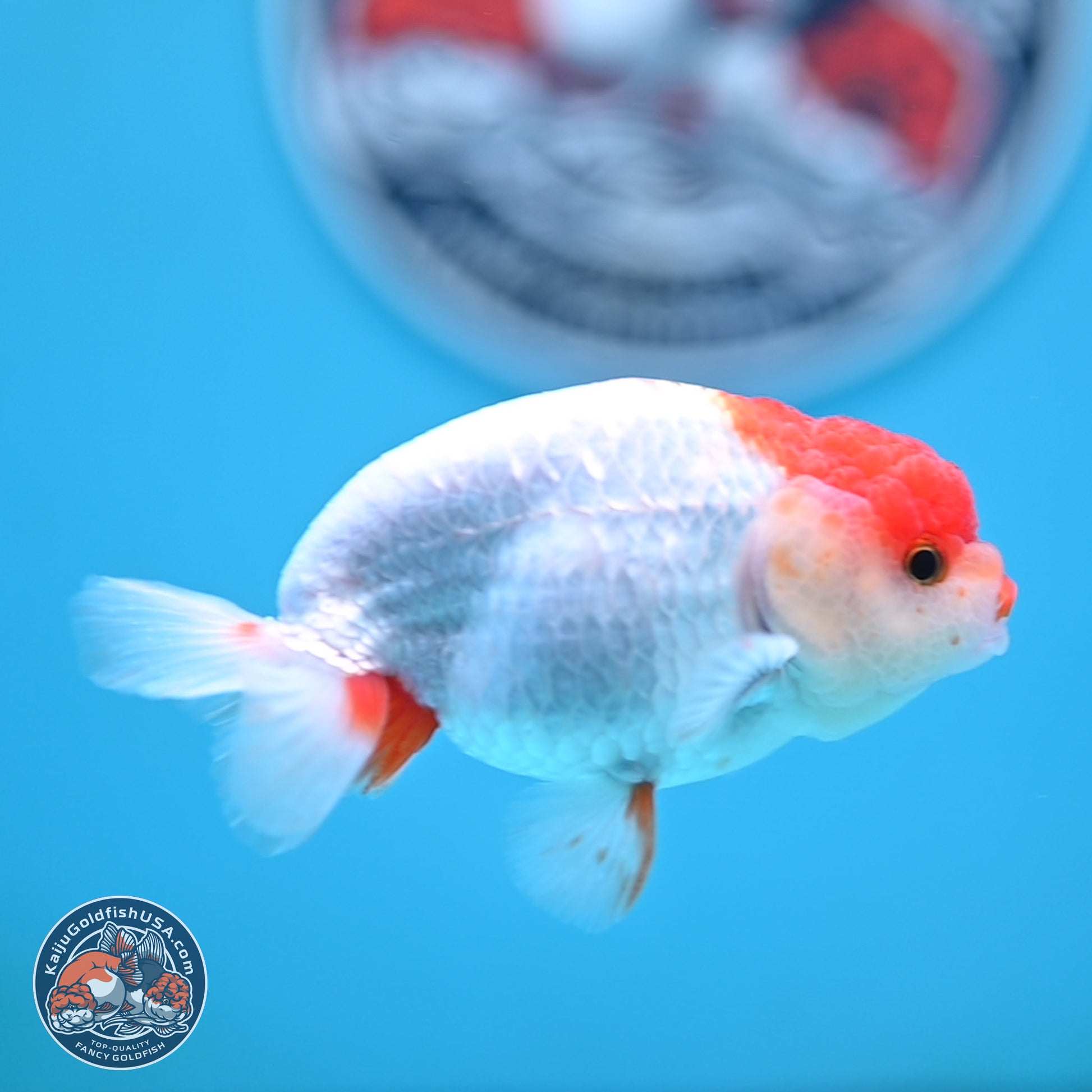 Red White Ranchu 3.25 inches Body - Male (250117_RC01) - Kaiju Goldfish USA