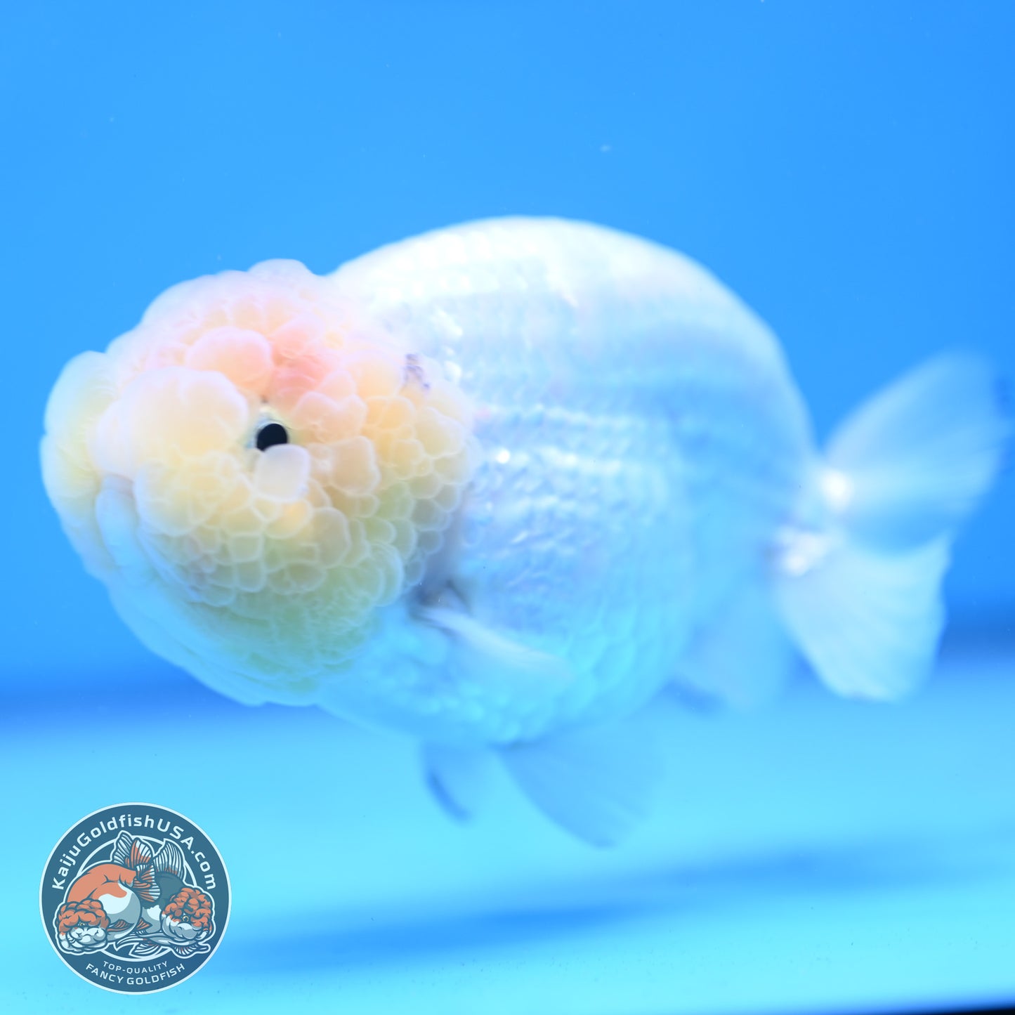 Lemon Head White Ranchu 4.25 inches Body (250502_RC01)