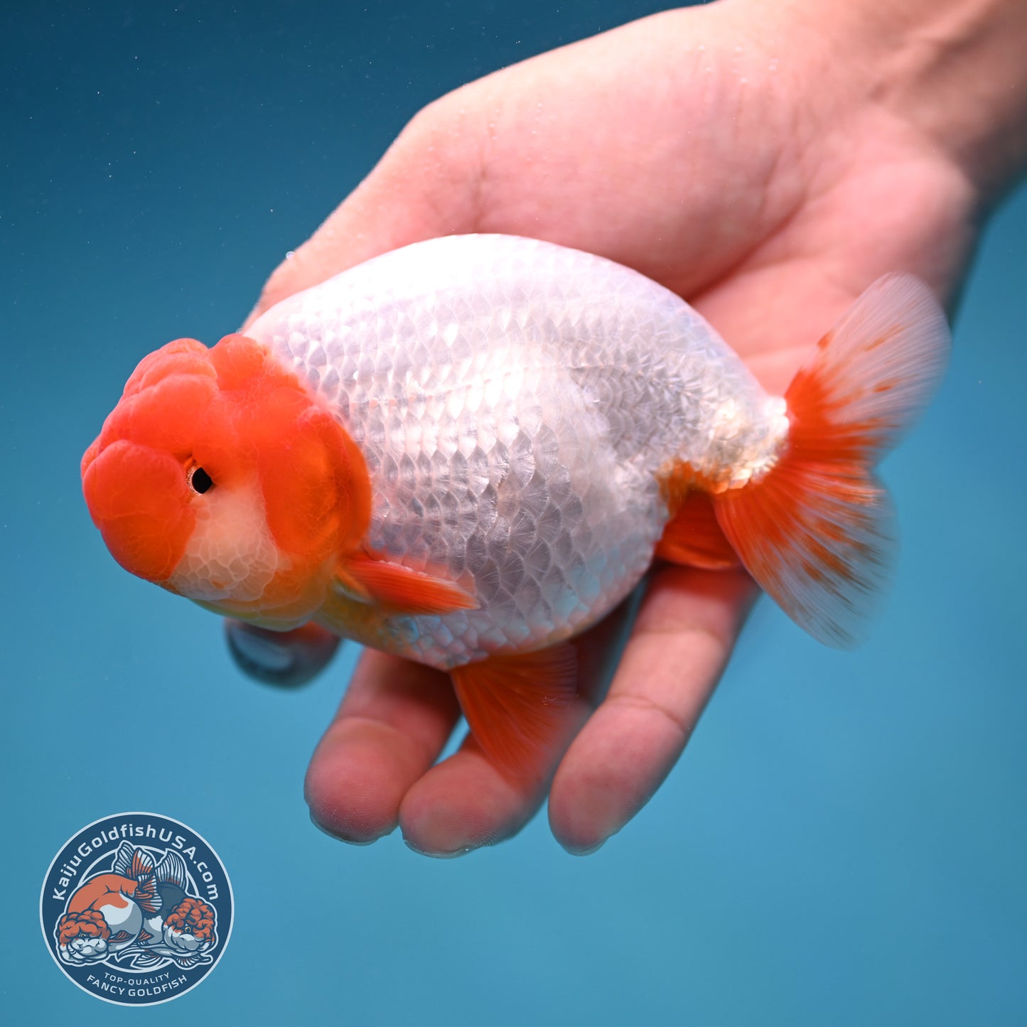 Red Head Buffalo Ranchu 4 inch Body (250912_RC01)