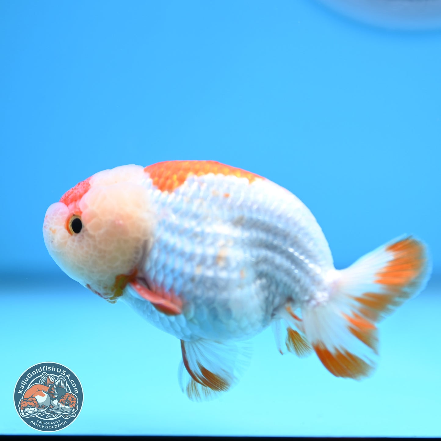 Red White Lionchu 3in body (240809_RC01) - Kaiju Goldfish USA