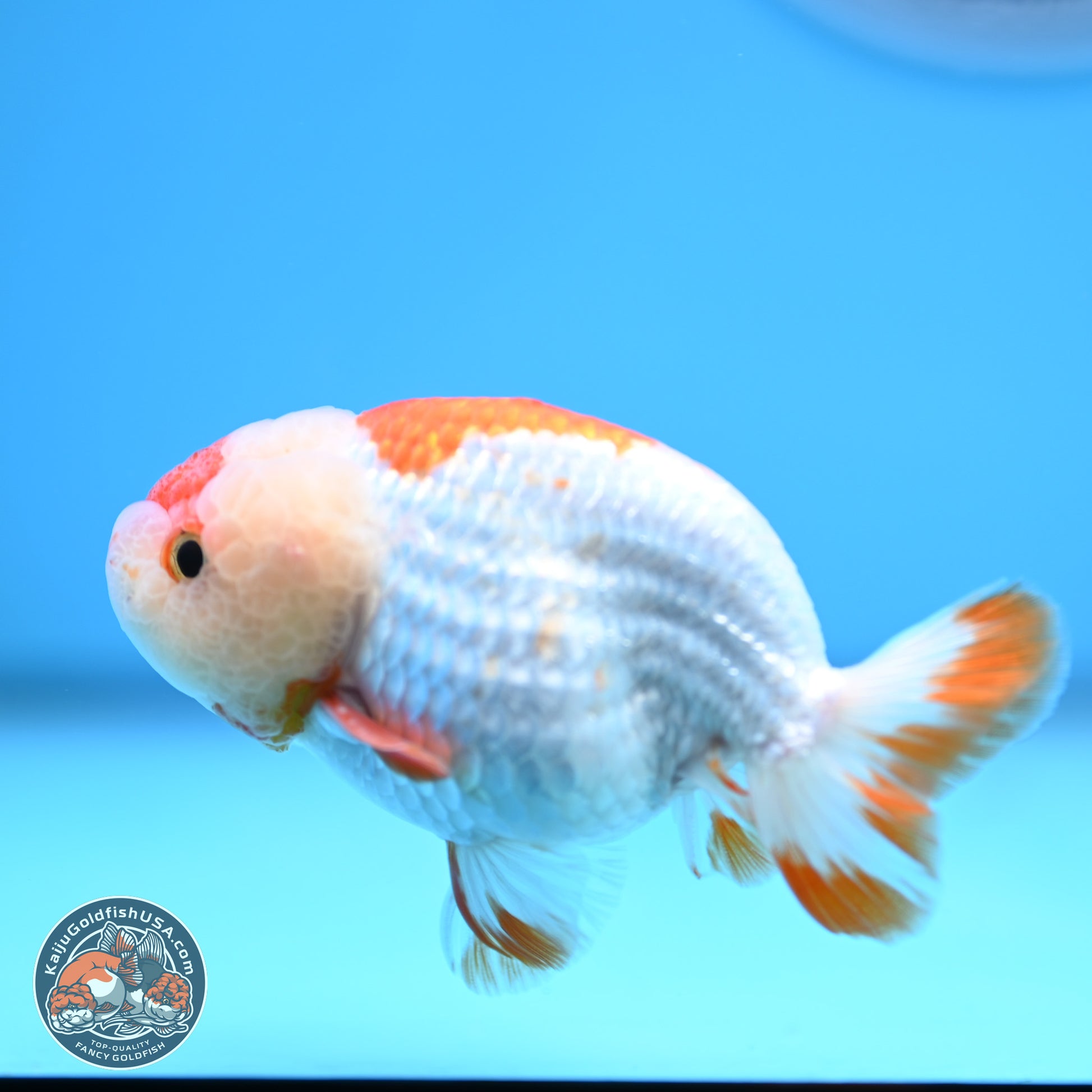 Red White Lionchu 3in body (240809_RC01) - Kaiju Goldfish USA