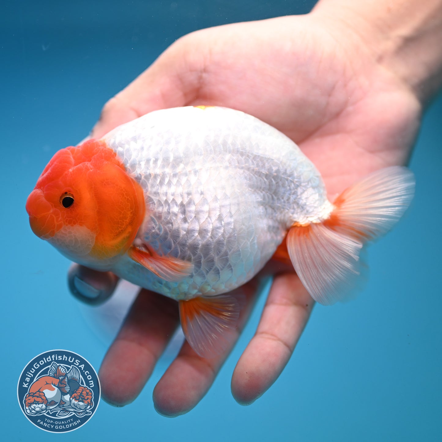 Red Head Buffalo Ranchu 4.5 inch Body (250919_RC01)