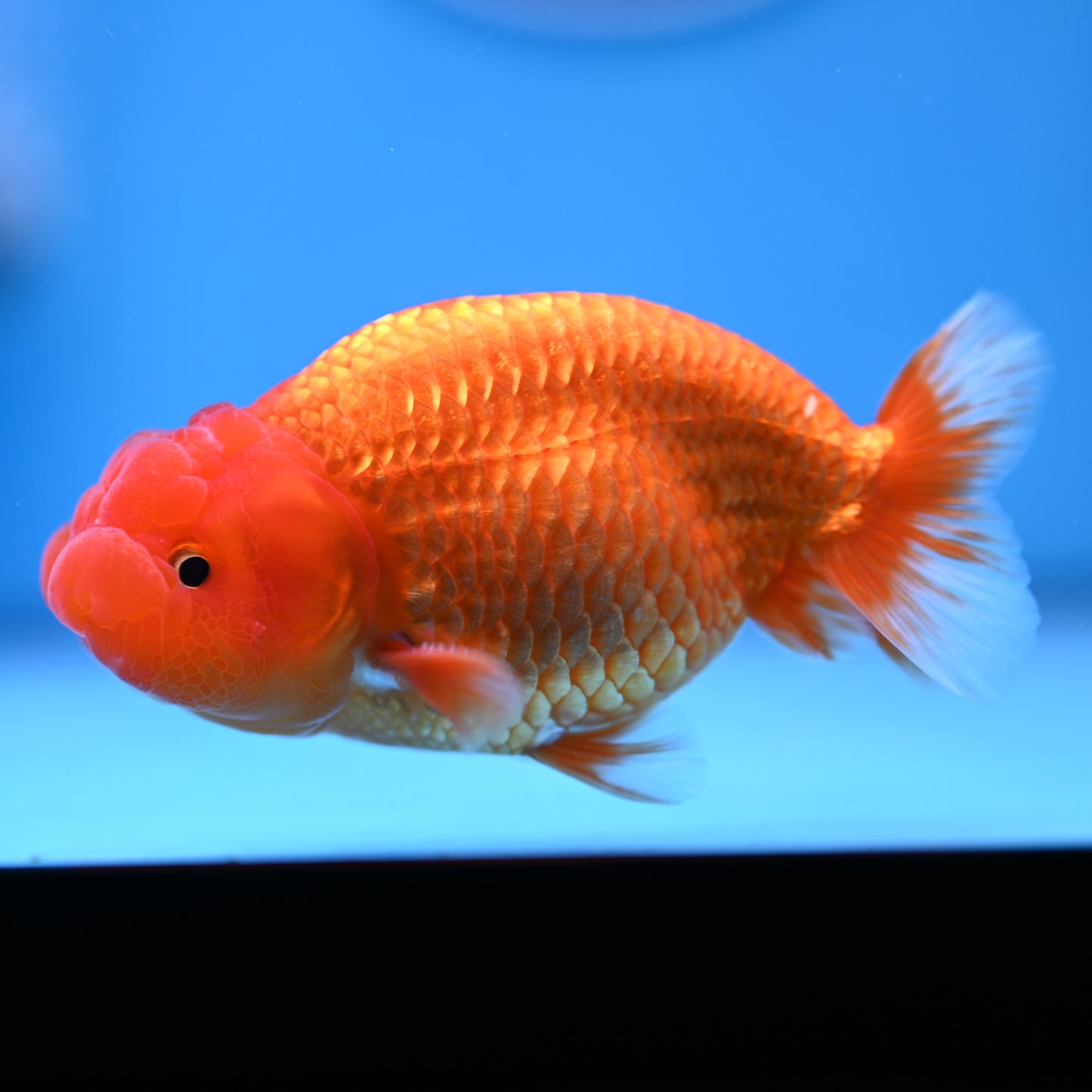 Buffalo Ranchu 4in Body (240704_RC01) - Kaiju Goldfish USA