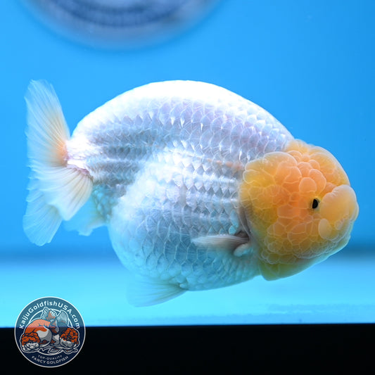 Lemon Head Snow White Ranchu 4.75 inches Body (250509_RC01)