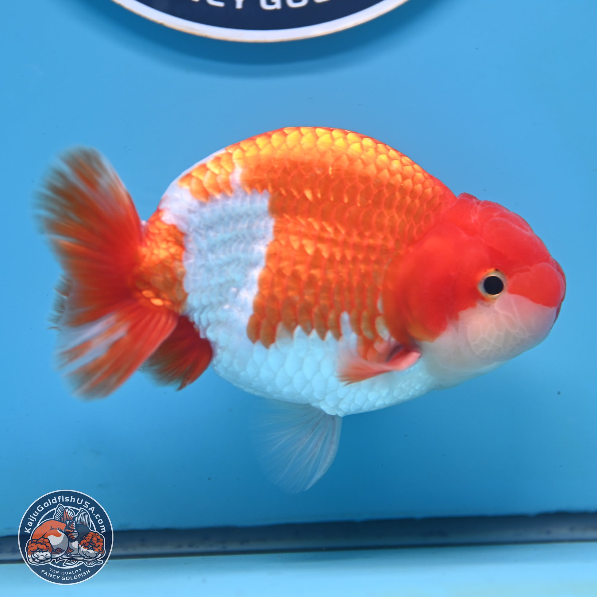 Red White Buffalo Ranchu 5 inches (241025_RC01) - Kaiju Goldfish USA