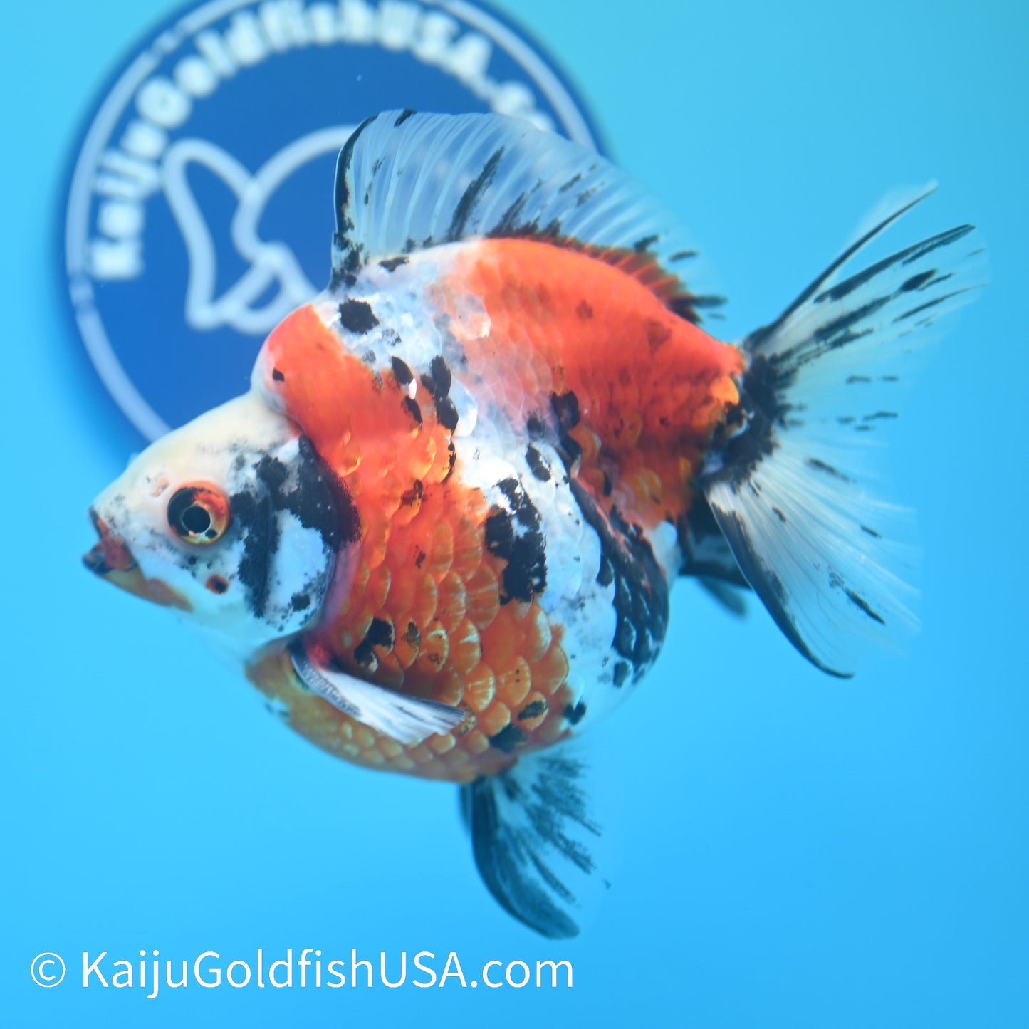 Jumbo Calico Ryukin 5 inches (240503_RY01) - Kaiju Goldfish USA