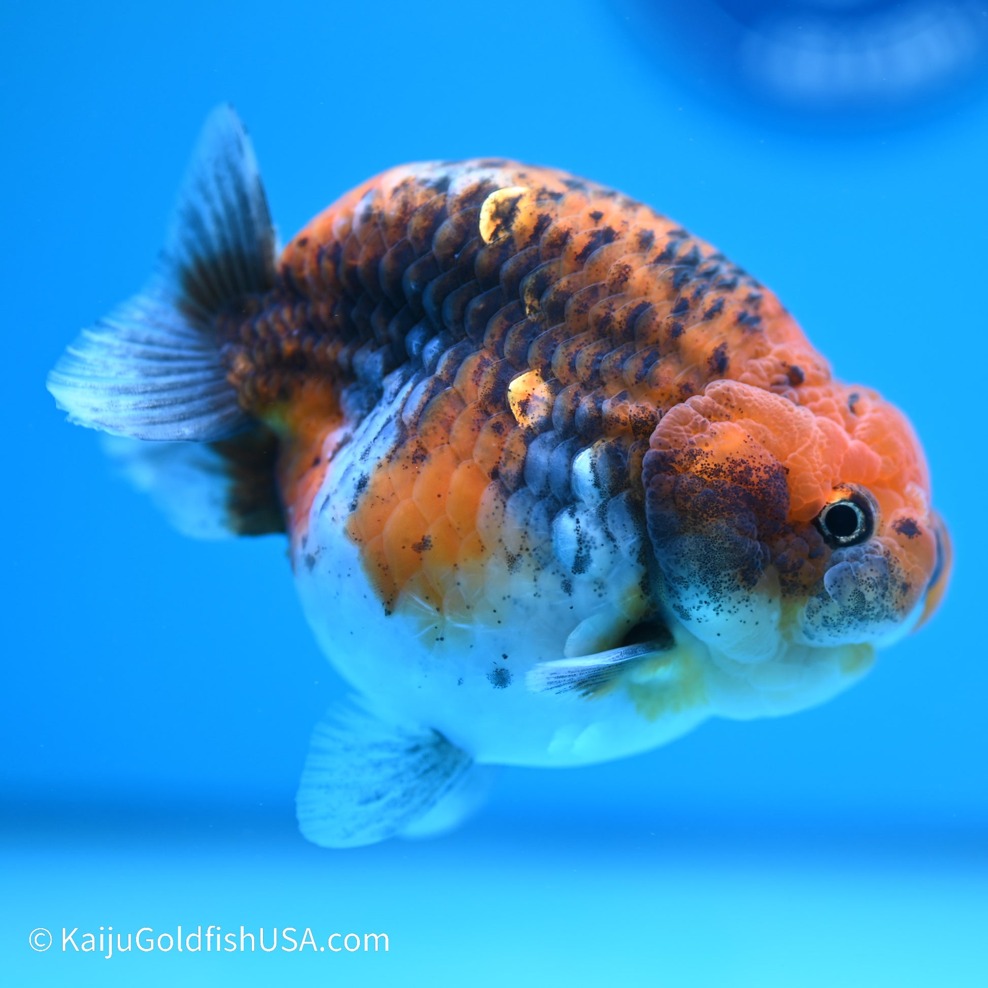 Red Kirin Calico Ranchu 4 inches (240517_RC01) - Kaiju Goldfish USA