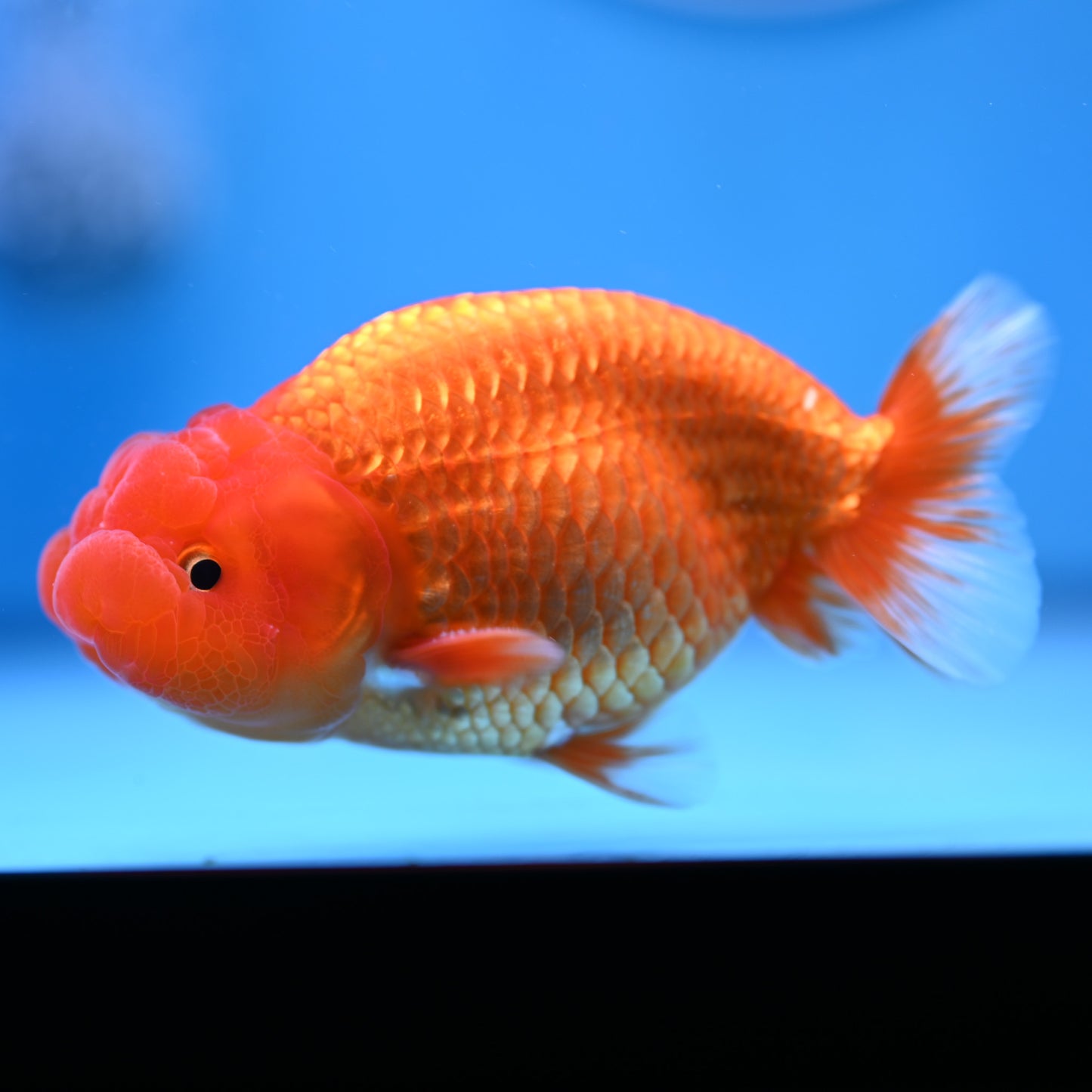 Buffalo Ranchu 4in Body (240704_RC01) - Kaiju Goldfish USA