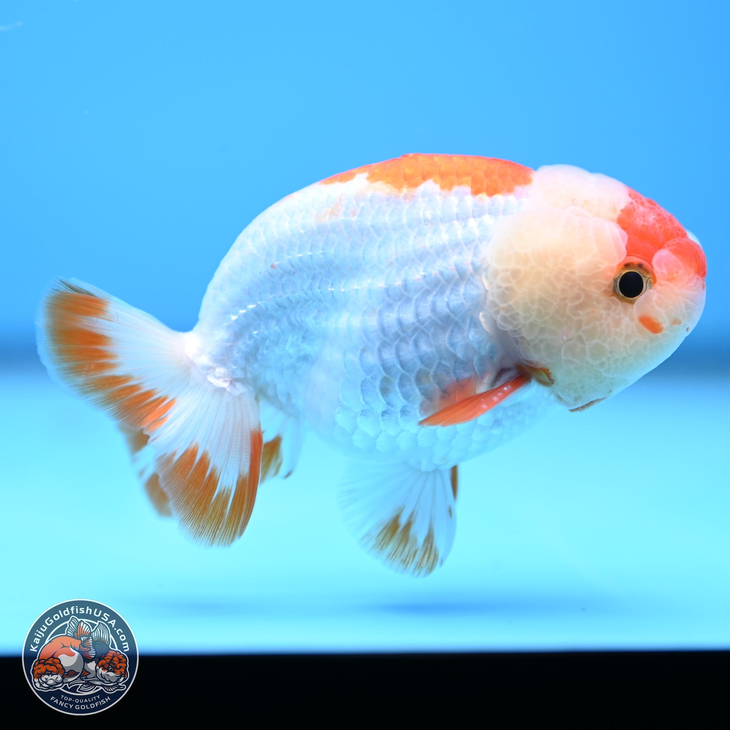 Red White Lionchu 3in body (240809_RC01) - Kaiju Goldfish USA