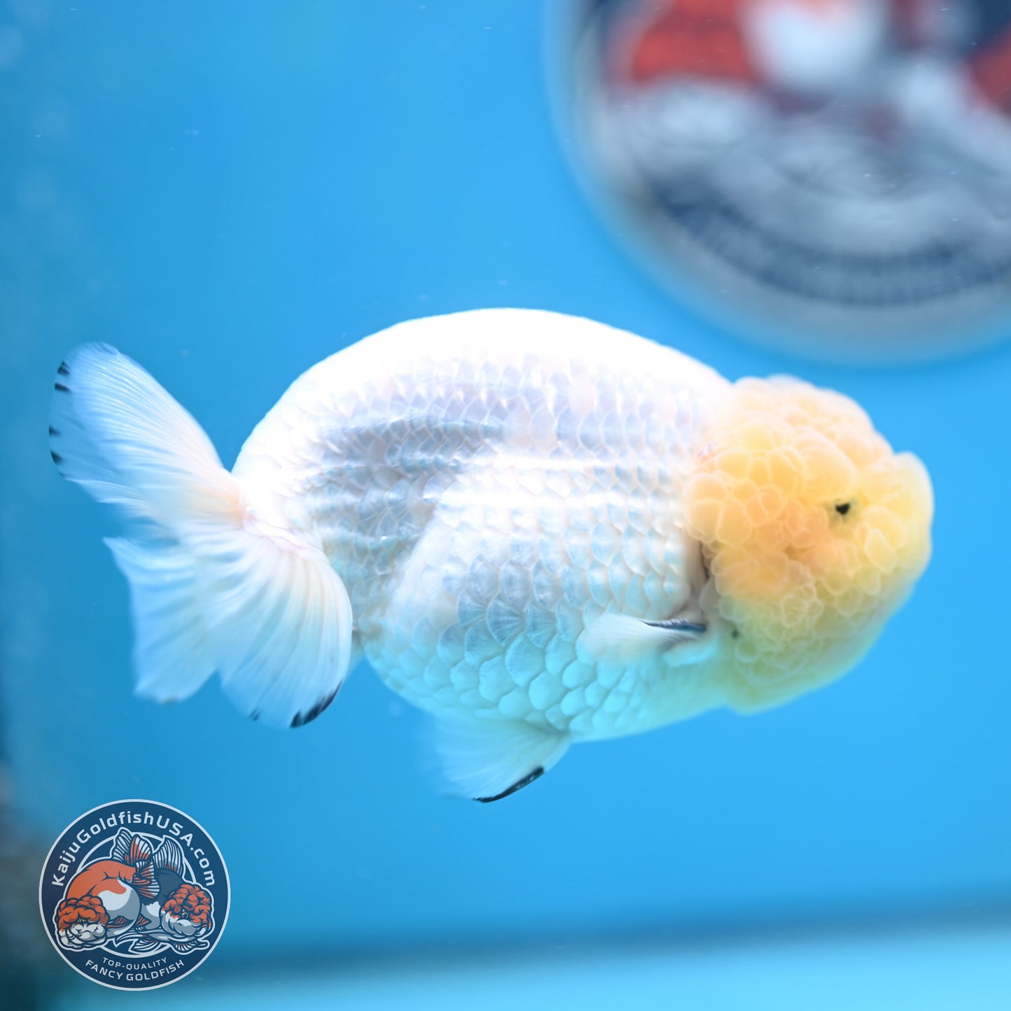 Lemon Head White Ranchu 4.25 inches Body (250502_RC01)