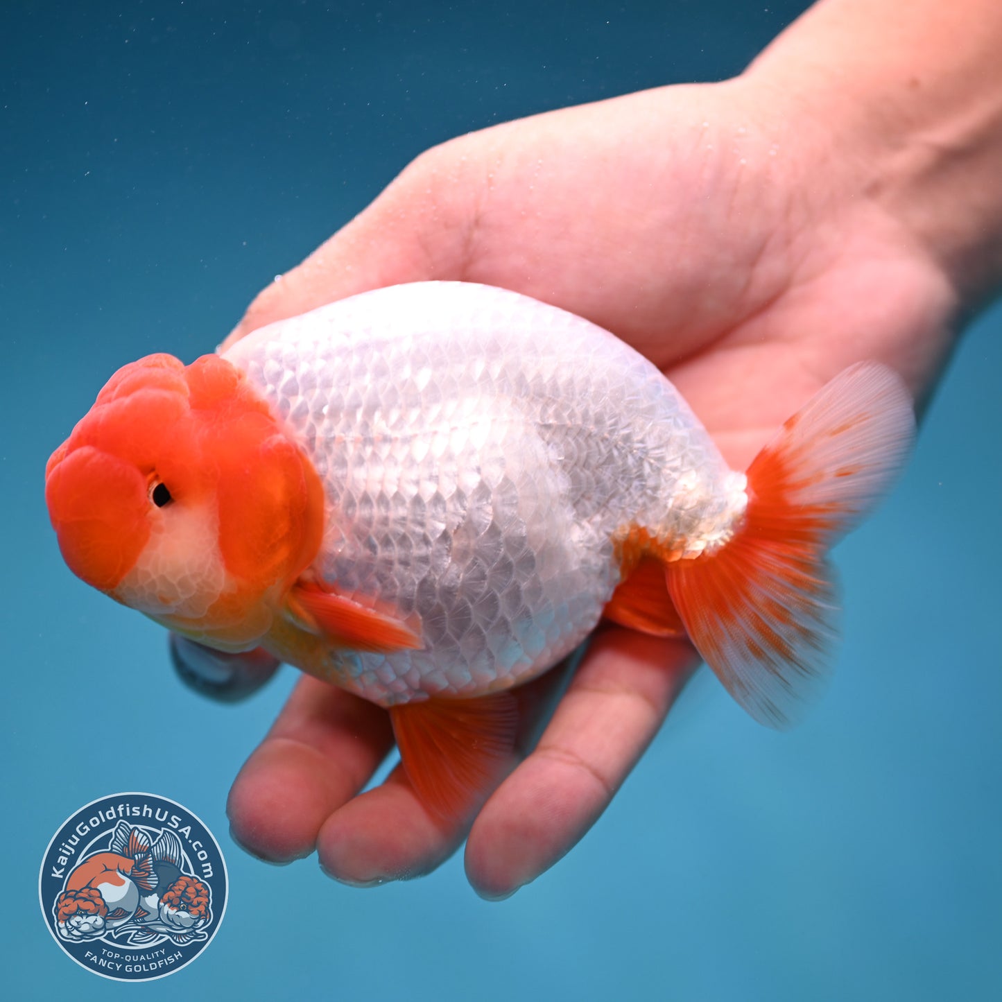Red Head Buffalo Ranchu 4 inch Body (250912_RC01)