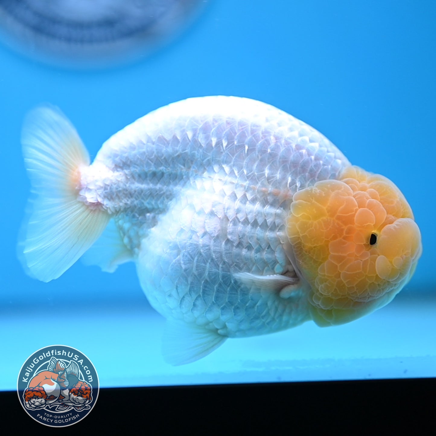 Lemon Head Snow White Ranchu 4.75 inches Body (250509_RC01)