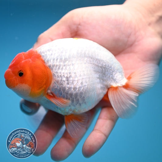 Red Head Buffalo Ranchu 4.5 inch Body (250919_RC01)
