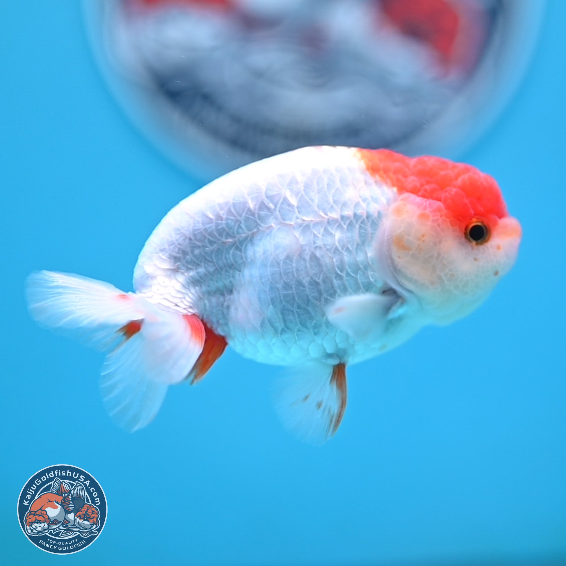 Red White Ranchu 3.25 inches Body - Male (250117_RC01) - Kaiju Goldfish USA