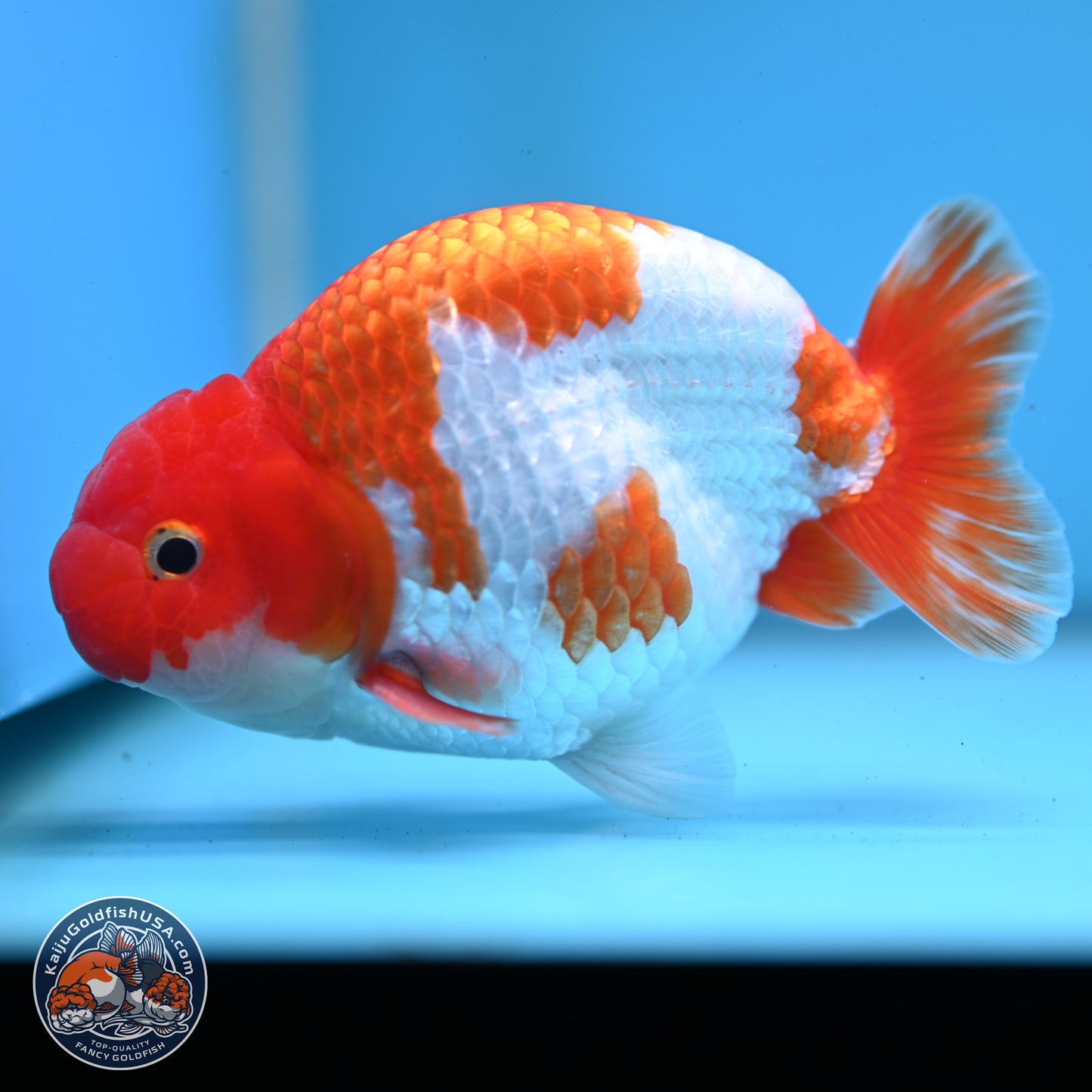 Red White Buffalo Ranchu 5 inches (241025_RC01) - Kaiju Goldfish USA