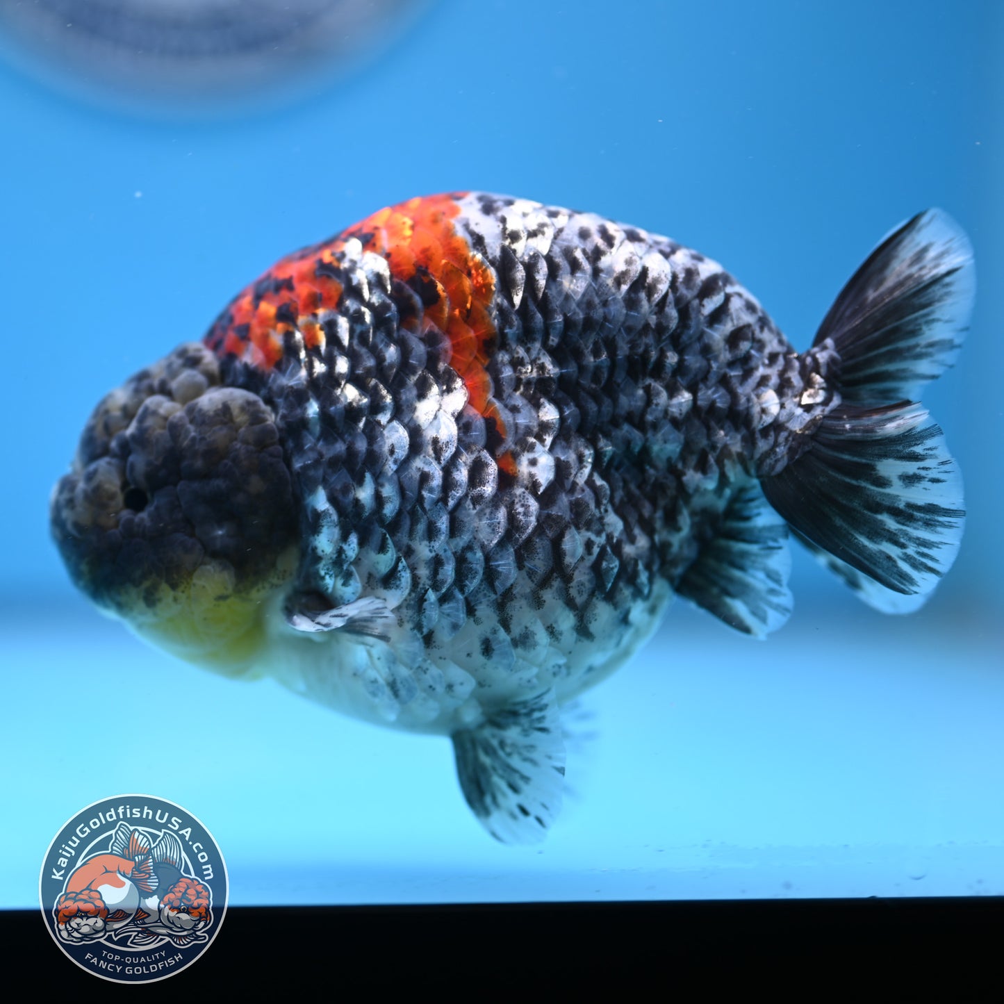 Blue Based Metallic Ranchu 5 inches Body (250523_RC01)