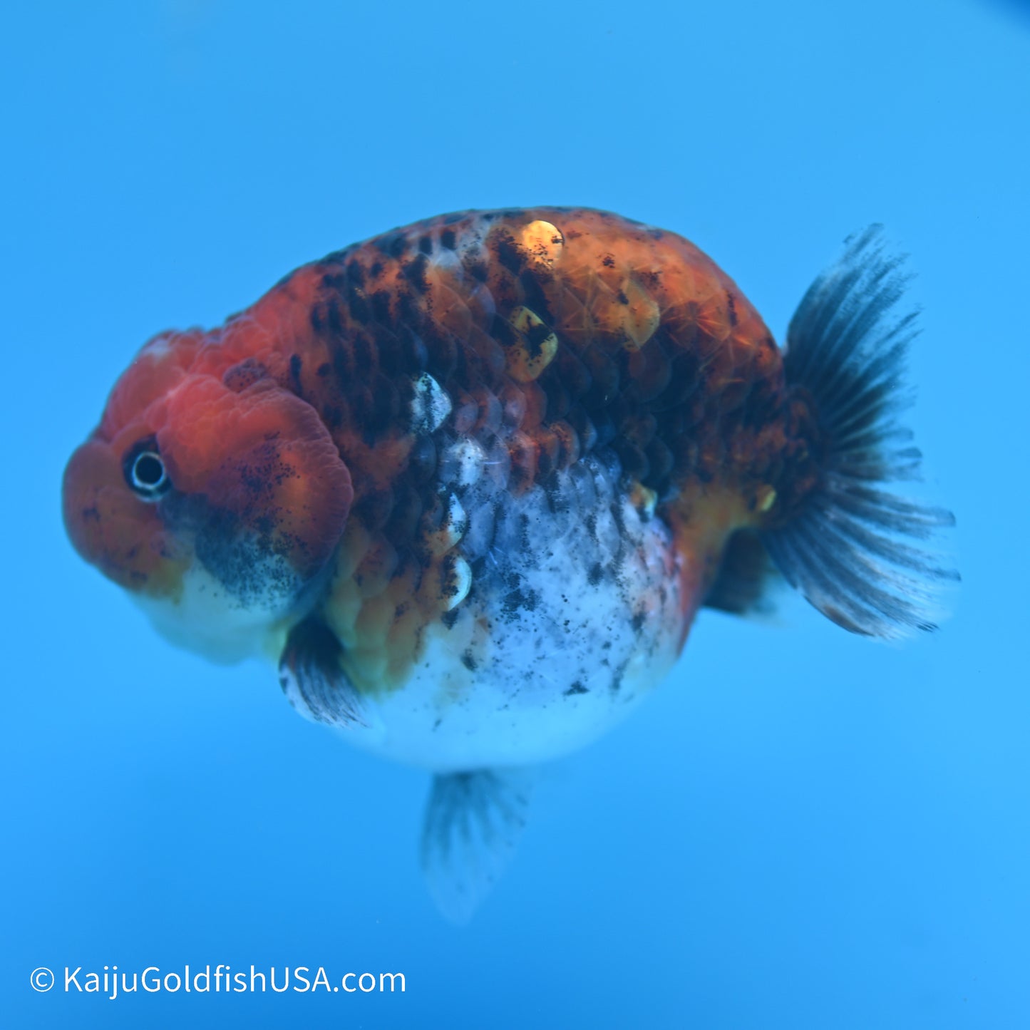 Red Kirin Calico Ranchu 4 inches (240517_RC01) - Kaiju Goldfish USA