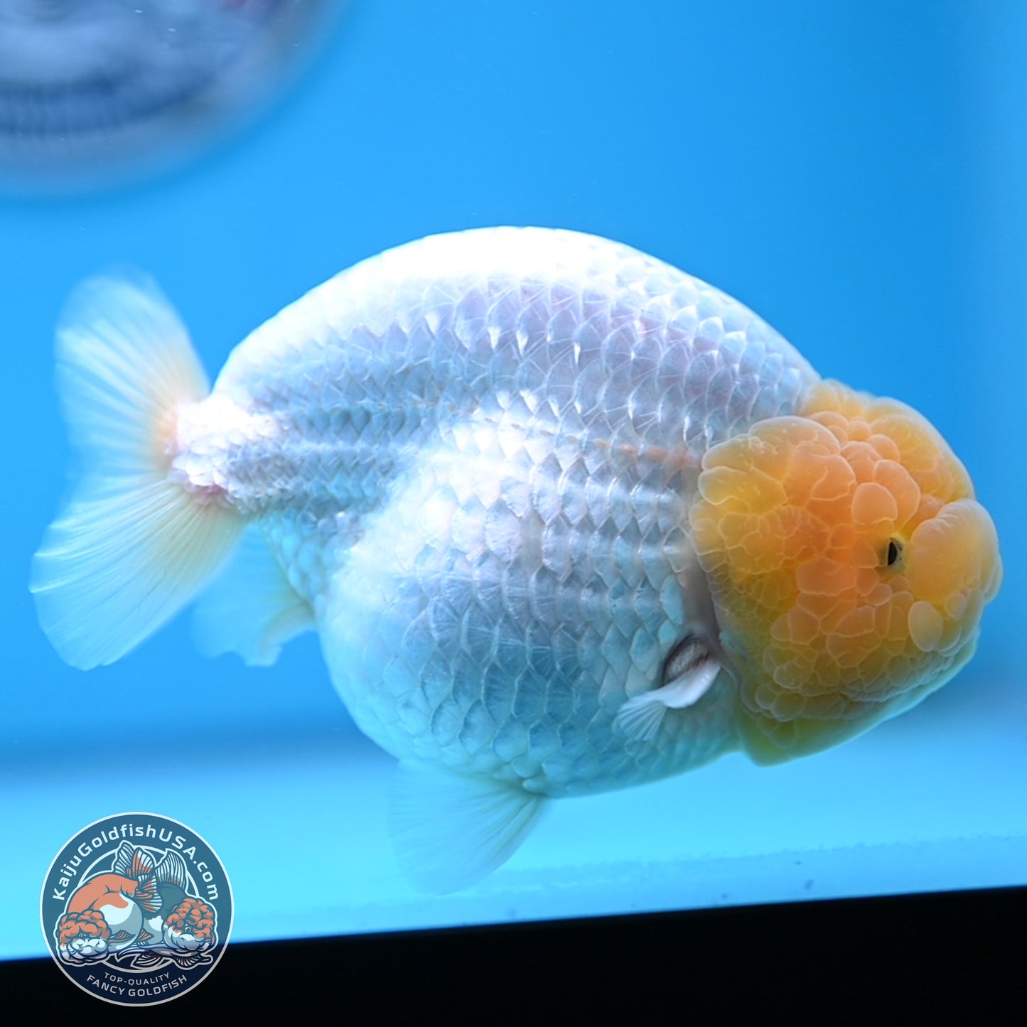 Lemon Head Snow White Ranchu 4.75 inches Body (250509_RC01)